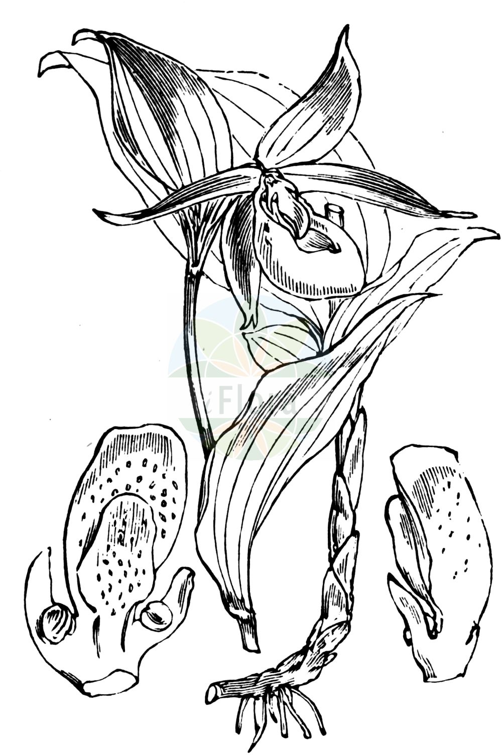 Cypripedium calceolus - Orchidaceae,Plantae,Pteridobiotina,Angiosperms,Asparagales,Orchidaceae,Cypripedium,Cypripedium calceolus,Calceolus alternifolius, Calceolus marianus, Cypripedilon marianus, Cypripedium alternifolium, Cypripedium atsmori, Cypripedium boreale, Cypripedium calceolus f. grandifolium, Cypripedium calceolus f. triflorum, Cypripedium calceolus prol. biflorum, Cypripedium calceolus var. bellum, Cypripedium calceolus var. biflorum, Cypripedium calceolus var. citrina, Cypripedium calceolus var. citrinum, Cypripedium calceolus var. viridiflora, Cypripedium calceolus var. viridiflorum, Cypripedium cruciatum, Cypripedium ferrugineum, Cypripedium guttatum subsp. microsaccos, Cypripedium microsaccos,Frauenschuh;Echter Frauenschuh;Gelber Frauenschuh;Marien-Frauenschuh;Europäischer Frauenschuh;lady's-slipper;lady's slipper orchid;Sabot de Vénus;cypripède;cypripède sabot;pantoufle de Notre-Dame;sabot de la Vierge;soulier de la Vierge;chapín;zapaticos de la Virgen;zueco;Pianelle della Madonna;pianelle delle Madonna;vrouwenschoentje;башмачек обыкновенный;венерин башмачок настоящий;lulepantofël;sabatetes;sabatetes de la Mare de Déu;gospina papučica;guckusko;fruesko;obuwik pospolity;lepi čeveljc;boldogasszony papucsa;papucskosbor;rigópohár;Vénusz sarucska;střevíčník pantoflíček;papuc-doamnei;črievičník papučkový;зозулині черевички справжн;венерина обувка;kaunis kuldking;dzeltenā dzegužkurpitė;marisko;lehtotikankontti;plačialapė klumpaitė;biāo lán;杓兰