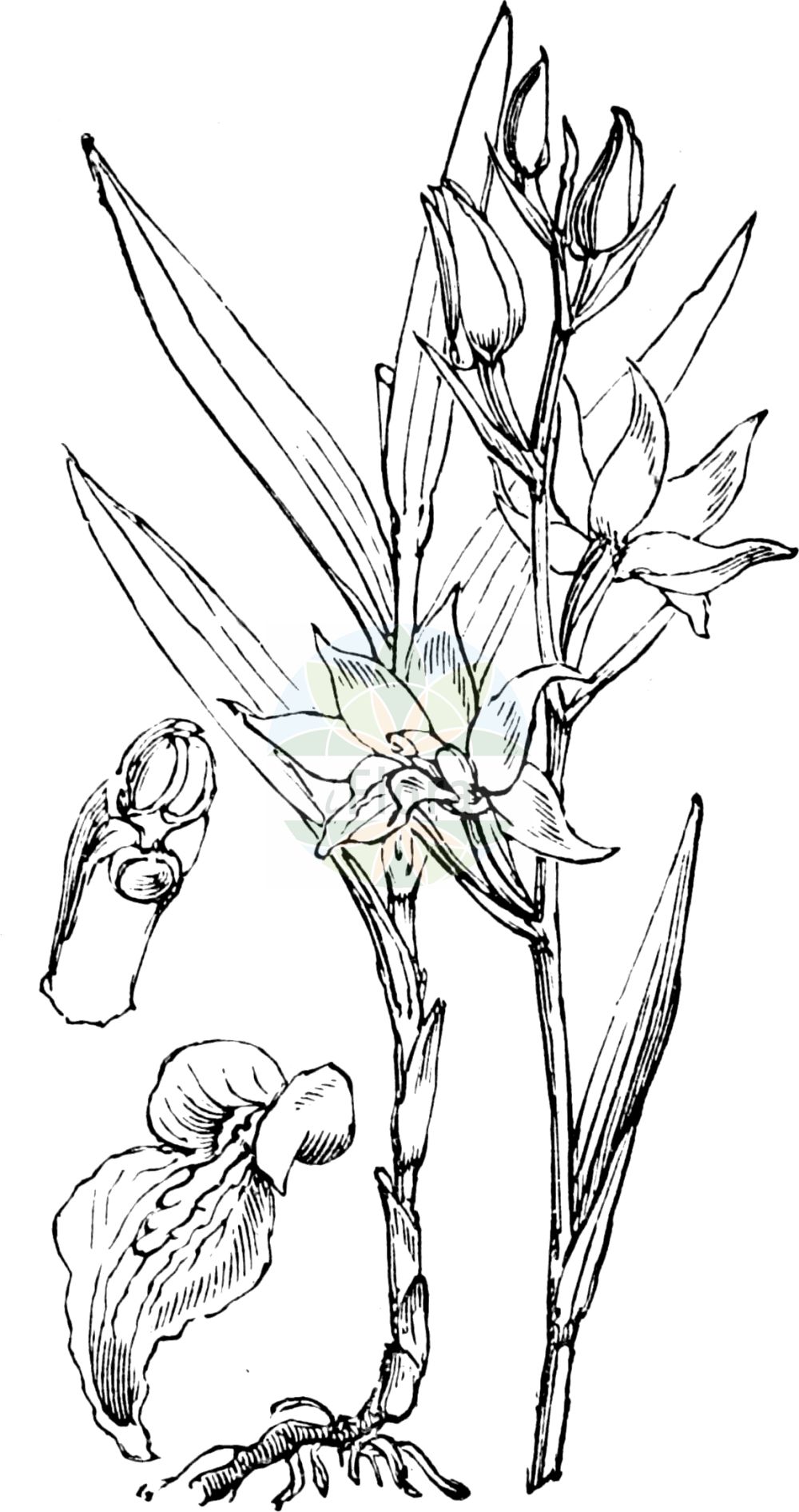Cephalanthera rubra - Orchidaceae,Plantae,Pteridobiotina,Angiosperms,Asparagales,Orchidaceae,Cephalanthera,Cephalanthera rubra,Cephalanthera comosa, Cephalanthera rubra f. alba, Cephalanthera rubra f. comosa, Cephalanthera rubra f. latior, Cephalanthera rubra f. parviflora, Cephalanthera rubra f. tenczyniensis, Cephalanthera rubra lus. albiflora, Cephalanthera rubra var. comosa, Cephalanthera rubra var. leucantha, Cephalanthera rubra var. tenczyniensis, Cymbidium rubrum, Dorycheile rubra, Epipactis purpurea, Epipactis rubra, Epipactis rubra lus. albiflora, Epipactis rubra lus. parviflora, Epipactis rubra var. parviflora, Helleborine rubra, Limodorum rubrum, Serapias rubra,Rotes Waldvöglein;Rotes Waldvögelein;red helleborine;Céphalanthère rouge;elléborine rouge;pentecôte;penterote;cefalantera roja;orquídea roja de bosque;Cefalantera rossa;cefalanthera rossa;elleborine rossa;rood bosvogeltje;пыльцеголовник красный;çamçiçeği;cefalanterë;curraià;curraià vermell;crvena naglavica;röd skogslilja;rød skovlilje;buławnik czerwony;rdeča naglavka;piros madársisak;okrotice červená;căpşunică;capsunica roz;prilbovka červená;булатка червона;червен главопрашник;punane tolmpea;sarkanā cefalantēra;raud skogfrue;punavalkku;raudonasis garbenis