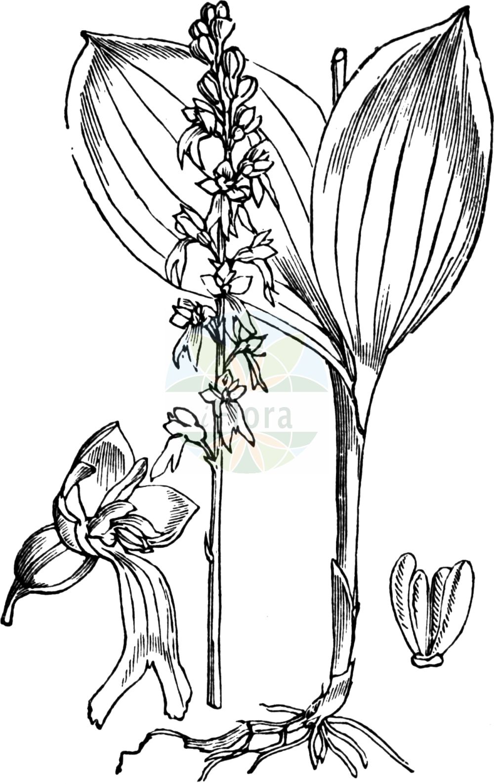 Neottia ovata - Orchidaceae,Plantae,Pteridobiotina,Angiosperms,Asparagales,Orchidaceae,Neottia,Neottia ovata,Bifolium ovatum, Diphryllum ovatum, Distomaea ovata, Epipactis ovalifolia, Epipactis ovata, Epipactis ovata var. trifoliata, Helleborine ovata, Listera multinervia, Listera ovata, Listera ovata f. brachyglossa, Listera ovata f. densiflora, Listera ovata f. elliptica, Listera ovata f. gracilis, Listera ovata f. minima, Listera ovata f. multinervia, Listera ovata f. parvifolia, Listera ovata f. platyglossa, Listera ovata f. trifoliata, Listera ovata f. verticillata, Listera ovata lus. alternifolia, Listera ovata lus. quadrifoliata, Listera ovata lus. trifoliata, Listera ovata var. trifoliata, Listera ovata var. trifoliata, Malaxis ovata, Neottia latifolia, Ophrys bifolia, Ophrys ovata, Pollinirhiza ovata, Serapias ovata,Großes Zweiblatt;common twayblade;twayblade;eggleaf twayblade;Grande listère;Listère ovale;listéra ovale;double-feuille;bifolio;hierba de dos hojas;listera ovada;Listera maggiore;orchide de primavera;grote keverorchis;keverorchis;тайник овальный;тайник яйцевидный;çalı salebi;listerë;lístera ovada;jajoliki čopotac;tvåblad;ægbladet fliglæbe;listera jajowata;jajčastolistni muhovnik;békakonty;bradáček vejčitý;buhai;bradáčik vajcovitolistý;зозулині сльози яйцевидні;овален тайник;suur käopõll;ovālā divlape;stortviblad;soikkokaksikko;чопотац;kiaušininė dviguonė