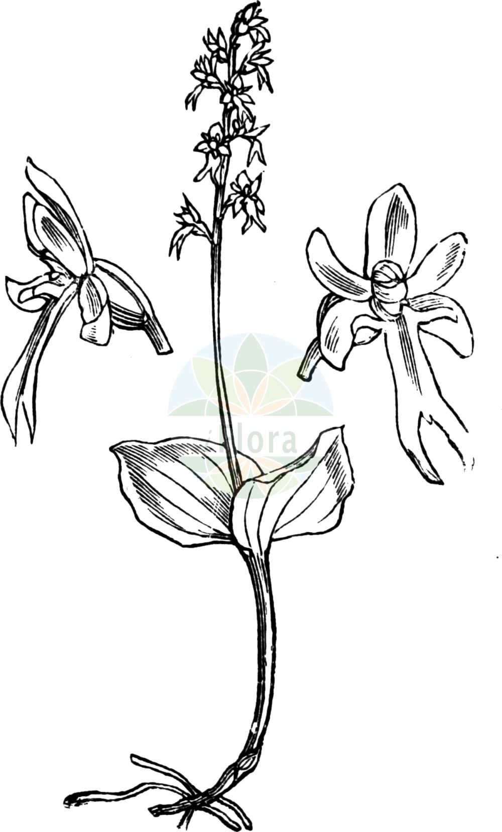 Neottia cordata - Orchidaceae,Plantae,Pteridobiotina,Angiosperms,Asparagales,Orchidaceae,Neottia,Neottia cordata,Bifolium cordatum, Cymbidium cordatum, Diphryllum cordatum, Distomaea cordata, Epipactis cordata, Helleborine cordata, Listera cordata, Listera cordata f. crassa, Listera cordata f. disjuncta, Listera cordata f. pallida, Listera cordata f. rubescens, Listera cordata f. tenuis, Listera cordata f. tetraphylla, Listera cordata f. trifolia, Listera cordata f. trifolia, Listera cordata f. variegata, Listera cordata f. viridens, Listera cordata lus. trifolia, Listera cordata subsp. japonica, Listera cordata subsp. nephrophylla, Listera cordata var. chlorantha, Listera cordata var. japonica, Listera cordata var. nephrophylla, Listera nephrophylla, Neottia cordata f. rubescens, Neottia nephrophylla, Ophrys cordata, Ophrys nephrophylla, Pollinirhiza cordata, Serapias cordata,Kleines Zweiblatt;Herzblättriges Zweiblatt;Herz-Zweiblatt;lesser twayblade;heart-leaved twayblade;western heart-leaved twayblade;heartleaf twayblade;Listère en coeur;listère à feuilles cordées;listera minore;Listera minore;kleine keverorchis;тайник сердцевидный;pisipisi salebi;lístera cordifòlia;srcoliki čopotac;spindelblomster;hjertebladet fliglæbe;listera sercowata;srčastolistni muhovnik;szívlevelű békakonty;bradáček srdčitý;bradáčik srdcovitolistý;зозулині сльози серцелисті;сърцевиден тайник;väike käopõll;sirdsveida divlape;småtviblad;herttakaksikko;чопотац;širdinė dviguonė