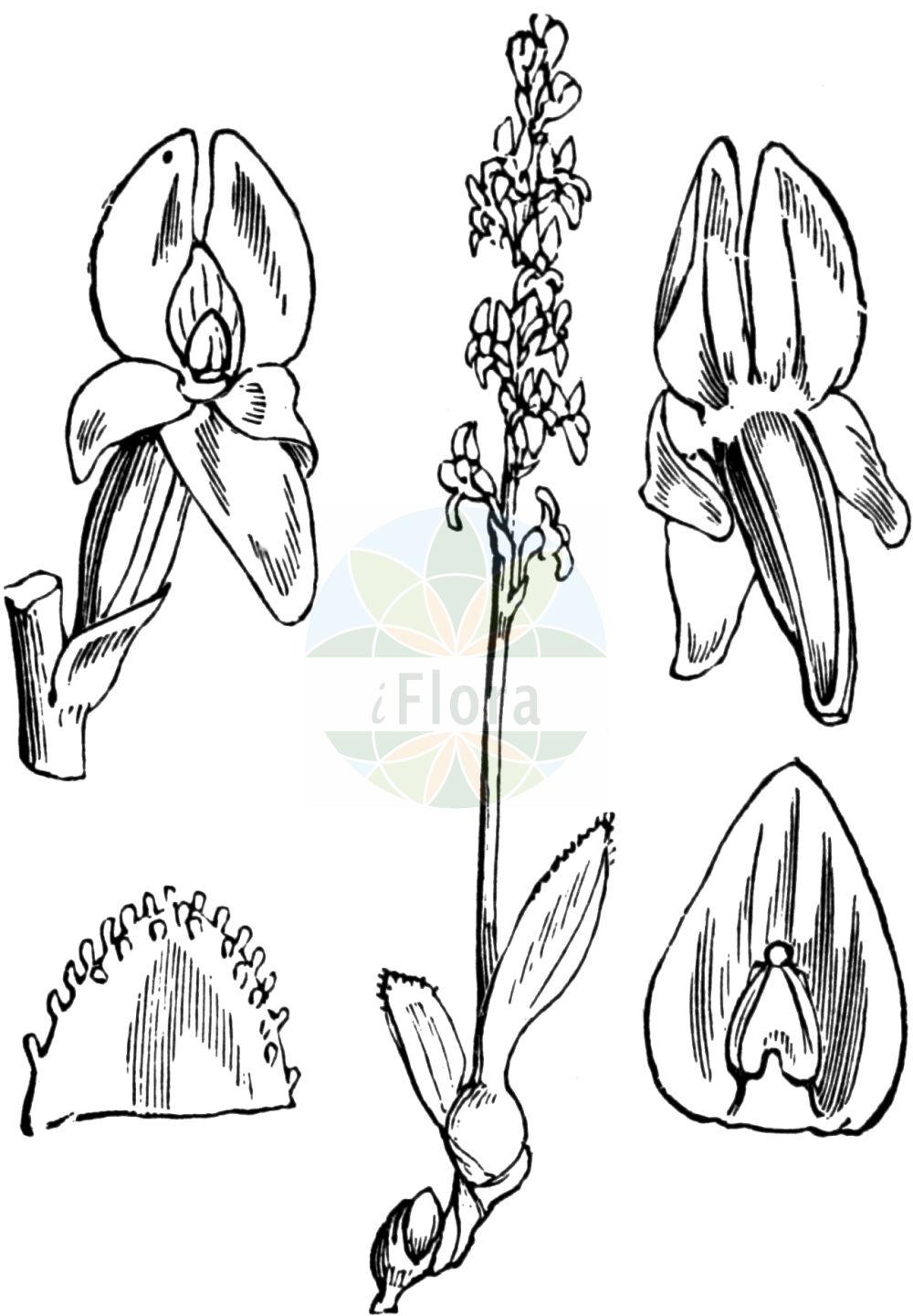 Hammarbya paludosa - Orchidaceae,Plantae,Pteridobiotina,Angiosperms,Asparagales,Orchidaceae,Hammarbya,Hammarbya paludosa,Epipactis paludosa, Hammarbya paludosa var. robusta, Malaxis paludosa, Malaxis palustris, Ophrys paludosa, Ophrys palustris, Orchis paludosa, Sturmia paludosa,Sumpf-Weichwurz;Weichwurz;Weichständel;Weichstendel;bog orchid;bog adder's-mouth;bog adder's-mouth orchid;Malaxis des marais;hammarbya des marais;malaxide des marais;malaxis à deux feuilles;Hammarbia;hammarbia delle paludi;knolletjeorchis;veenmosorchis;гаммарбия болотная;myggblomster;hjertelæbe;wątlik błotny;barjevka;tőzegorchidea;měkkyně bahenní;mäkkuša močiarna;хамарбія болотна;sookäpp;purva hamarbija;myggblom;suovalkku;pelkinė laksva