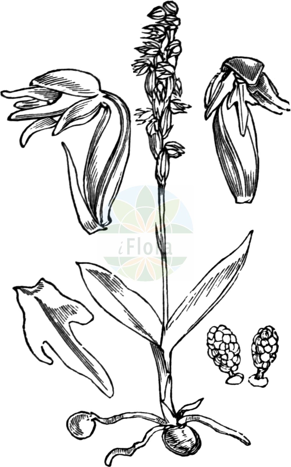Herminium monorchis - Orchidaceae,Plantae,Pteridobiotina,Angiosperms,Asparagales,Orchidaceae,Herminium,Herminium monorchis,Arachnites monorchis, Epipactis monorchis, Herminium alaschanicum var. tanguticum, Herminium clandestinum, Herminium haridasanii, Herminium tanguticum, Monorchis herminium, Ophrys herminium, Ophrys monorchis, Ophrys triorchis, Orchis herminium, Orchis monorchis, Orchis monorchis, Satyrium monorchis,Einknollige Honigorchis;Honigorchis;Einknolle;Elfenständel;Elfenstendel;Einorchis;musk orchid;Orchis musc;Herminium à un tubercule;herminie;herminium à un bulbe;herminium clandestin;Orchide ad un bulbo;honingorchis;rechtlip;бровник одноклубневый;vrećasto mačje uho;honungsblomster;pukkellæbe;miodokwat krzyżowy;kushiro-chidori;クシロシドリ;gomoljasti grban;minka;toříček jednohlízný;trčuľa jednohľuzá;бровник однобульбовий;еднопрудков херминиум;harilik muguljuur;vienguma hermīnija;honningblom;mesikämmekkä;мачје ухо;vienagumbis medauninkas;jiǎo pán lán;角盘兰