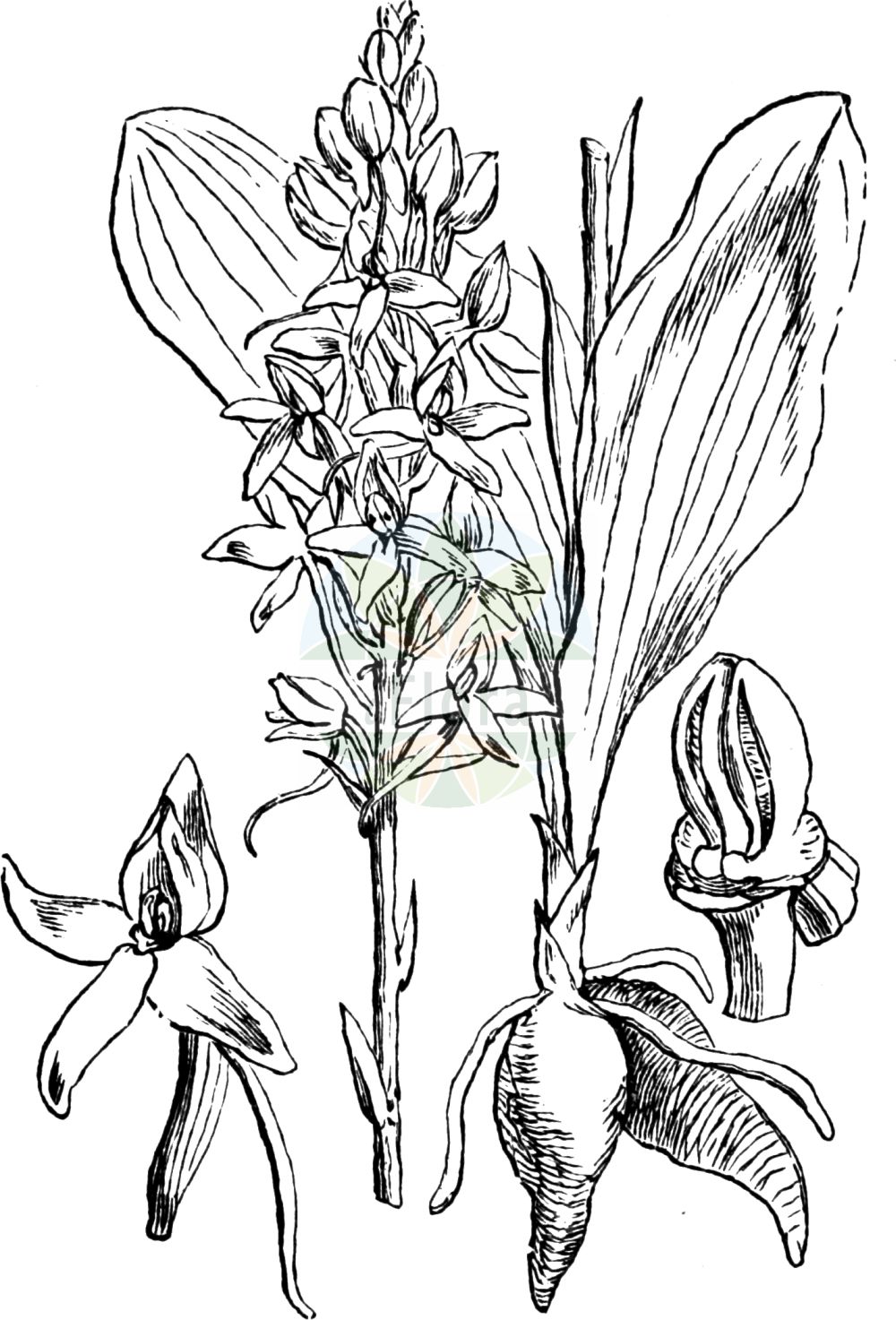 Platanthera bifolia - Orchidaceae,Plantae,Pteridobiotina,Angiosperms,Asparagales,Orchidaceae,Platanthera,Platanthera bifolia,Conopsidium sthenantherum, Gymnadenia bifolia, Habenaria bifolia, Lysias bifolia, Orchis alba, Orchis bifolia, Orchis stenanthera, Platanthera bifolia f. densiflora, Platanthera bifolia f. latiflora, Platanthera bifolia f. pervia, Platanthera bifolia f. trifoliata, Platanthera bifolia var. latiflora, Platanthera bifolia var. pervia, Platanthera solstitialis, Platanthera solstitialis var. pervia, Platanthera solstitialis var. trifoliata, Satyrium bifolium, Sieberia bifolia,Weiße Waldhyazinthe;Zweiblättrige Waldhyazinthe;Zweiblättrige Kuckucksblume;Weißes Breitkölbchen;lesser butterfly-orchid;Platanthère à fleurs blanches;Platanthère à deux feuilles;double-feuille;orchis à deux feuilles;orchis blanc;platantera comune;satirión blanco;satirión blanco de dos hojas;Platantera comune;welriekende nachtorchis;satirião bifoliado;любка двулистная;guguk salebi;platantera dygjethëshe;platanterë;platantera bifòlia;mirisavi dvolist;nattviol;bakke-gøgelilje;gołek biały;podkolan biały;dvolistni vimenjak;kétlevelű sarkvirág;vemeník dvoulistý;stupiniță;vemenník dvojlistý;vemenník dvojlistý biely;любка дволиста;двулистна платантера;kahelehine käokeel;smaržīga naktsviole;vanleg nattfiol;valkolehdokki;бијели вимењак;дволисни вимењљк;dvilapė blandis;xì jù shé chún lán;细距舌唇兰