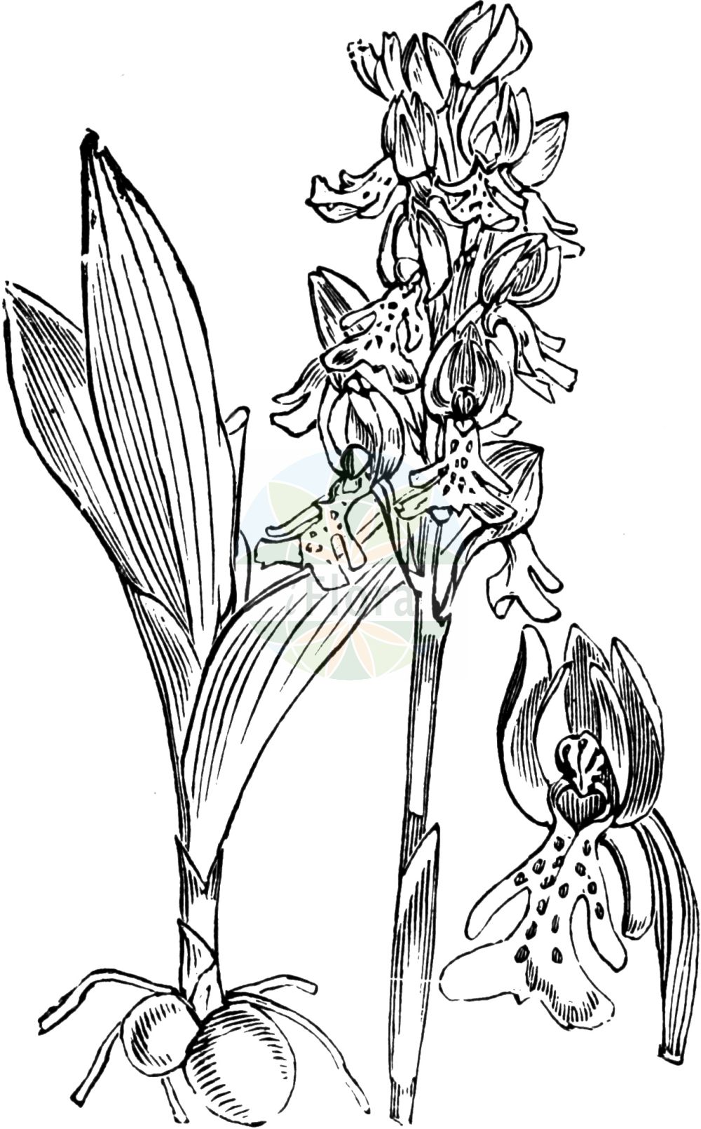 Orchis militaris - Orchidaceae,Plantae,Pteridobiotina,Angiosperms,Asparagales,Orchidaceae,Orchis,Orchis militaris,Orchis militaris var. nervata, Orchis tephrosanthos var. militaris,Helm-Knabenkraut;military orchid;soldier orchid;Orchis à long casque;orchis militaire;orchis guerrier;capette;orchis casque;orquídea del soldado;Orchide militare;soldaatje;ятрышник шлемоносный;asker salebi;salep;orquis militar;kacigasti kaćun;johannesnycklar;ridder-gøgeurt;storczyk kukawka;čeladasta kukavica;vitéz kosbor;vstavač vojenský;poroinic;vstavač vojenský;зозулинець шоломоносний;шлемовиден салеп;hall käpp;bruņcepuru dzegužpuķe;soikkokämmekkä;каћун;šalmuotoji gegužraibė;sì liè hóng mén lán;四裂红门兰