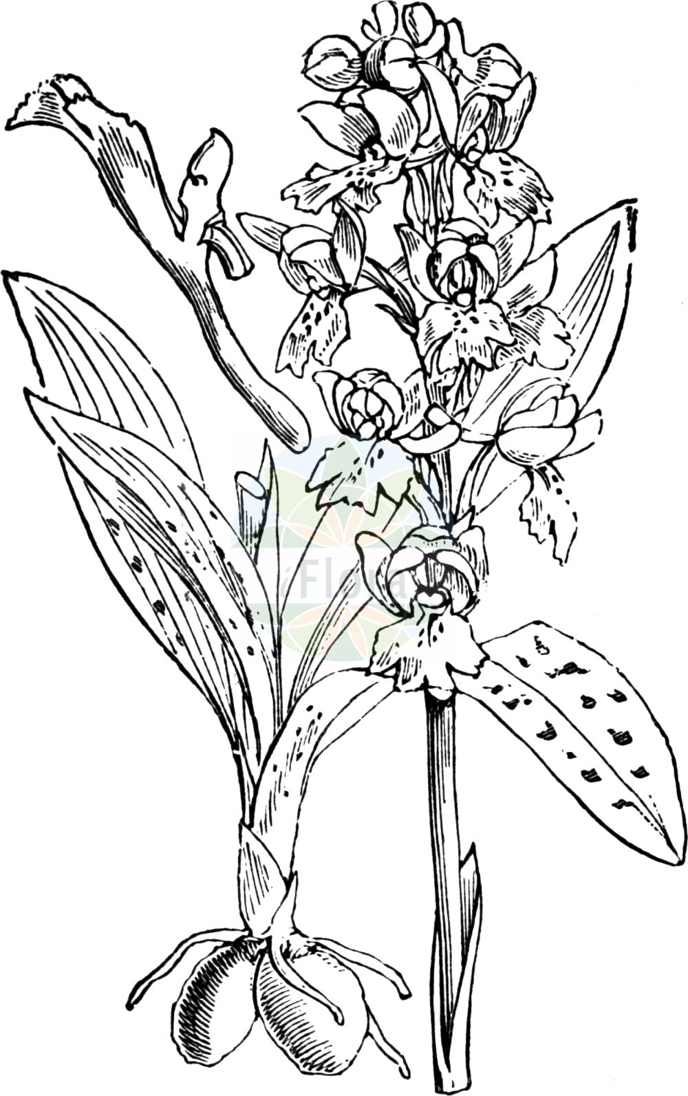 Orchis mascula - Orchidaceae,Plantae,Pteridobiotina,Angiosperms,Asparagales,Orchidaceae,Orchis,Orchis mascula,Androrchis mascula, Orchis morio f. mascula, Orchis morio var. mascula, Orchis pinetorum, Orchis rectiflorus,Manns-Orchis;Stattliches Knabenkraut;Männliches Knabenkraut;Kuckucks-Knabenkraut;Prächtiges Knabenkraut;early-purple orchid;blue butcher;blue butcher orchid;male orchid;Orchis mâle;couillon de chien;mâle fou;pain de couleuvre;pentecôte;satirion;satirion mâle;soupe à vin;cañamón;chupaeros;orquídea macho;orquídea silvestre;sangre de Cristo;satírion macho;satírion manchado;satirón;giglio caprino;orchide maschia;mannetjesorchis;escroto-canino;pata-de-lobo;salepeira-maior;salepo-maior;satirião-macho;ятрышник мужской;er salebi;salep;lliris de prat;orquis mascle;satírion tacat;muški kaćun;Sankt Pers nycklar;tyndakset gøgeurt;storczyk męski;stasita kukavica;füles kosbor;vstavač mužský;vstavač mužský;зозулинець ванькова;мъжки салеп;jumalakäpp;vīru dzegužpuķe;vårmarihand;miehenkämmekkä;vyriškoji gegužraibė