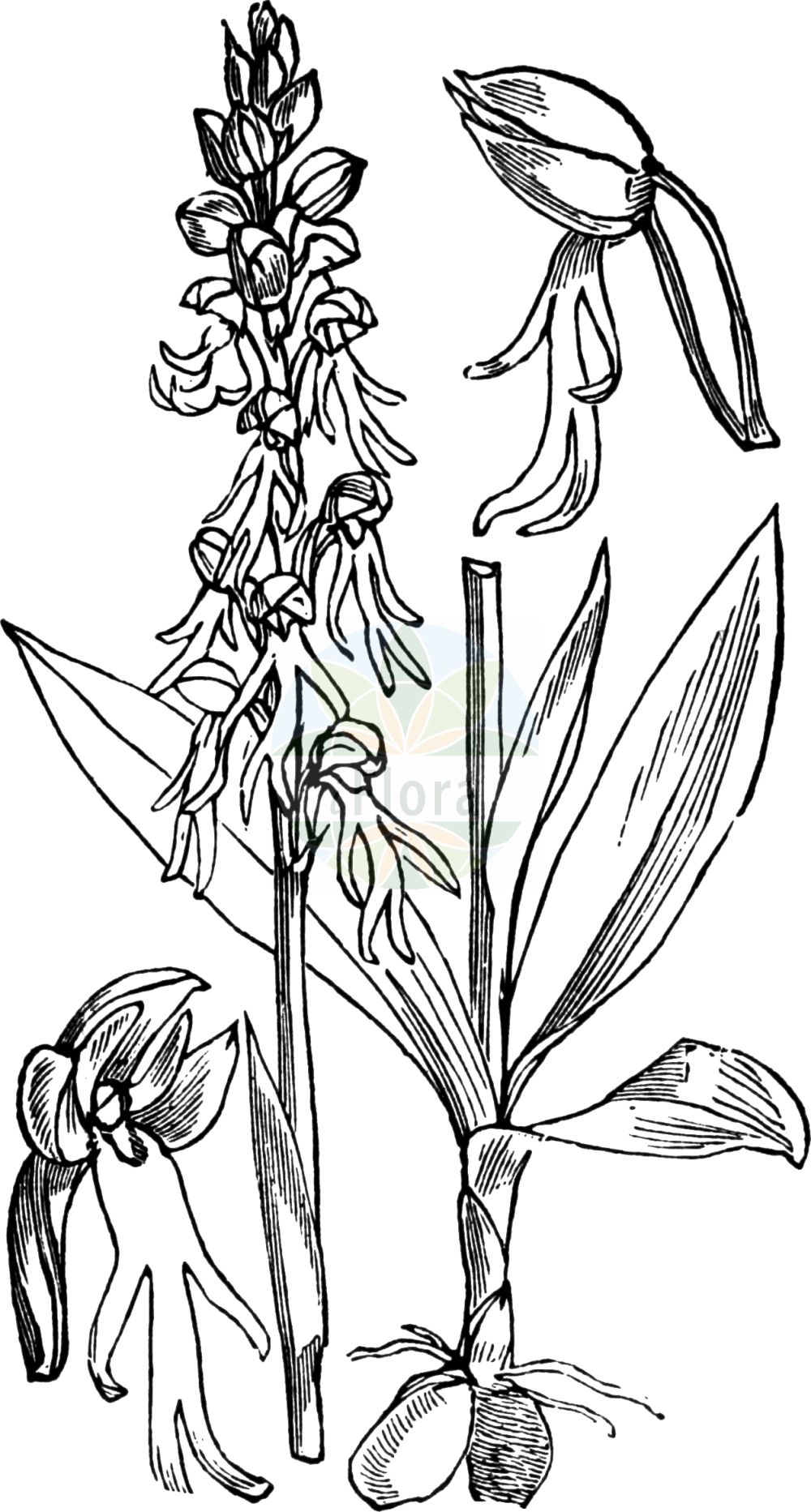 Orchis anthropophora - Orchidaceae,Plantae,Pteridobiotina,Angiosperms,Asparagales,Orchidaceae,Orchis,Orchis anthropophora,Aceras anthropomorphum, Aceras anthropophorum, Aceras anthropophorum, Aceras anthropophorum, Aceras anthropophorum f. angustatum, Aceras anthropophorum f. apiculatum, Aceras anthropophorum f. latior, Aceras anthropophorum f. purpurata, Aceras anthropophorum lus. flavescens, Aceras anthropophorum var. angustata, Aceras anthropophorum var. angustatum, Aceras anthropophorum var. balearicum, Aceras anthropophorum var. latior, Arachnites anthropophora, Himantoglossum anthropophorum, Loroglossum anthropophorum, Loroglossum brachyglotte, Ophrys anthropomorpha, Ophrys anthropophora, Satyrium anthropomorpha, Satyrium anthropomorphum, Satyrium anthropophora, Serapias anthropophora,Ohnhorn-Knabenkraut;Ohnhorn;Ohnsporn;Fratzenorchis;Puppenorchis;man orchid;Acéras homme pendu;orchis homme-pendu;acéras;acéras homme-pendu;homme-pendu;pantine;porte-home;hombrecillo;flor del hombre ahorcado;hombre colgado;hombrecillos ahorcados;Ballerina;ballerino;poppenorchis;rapazinhos;erva-do-homen-enforcado;erva-do-homem-enforcado;ацерас фигурный;ацерас человеконосный;kukla salebi;flor de l'home penjat;okruglastogomoljasta bezostruška