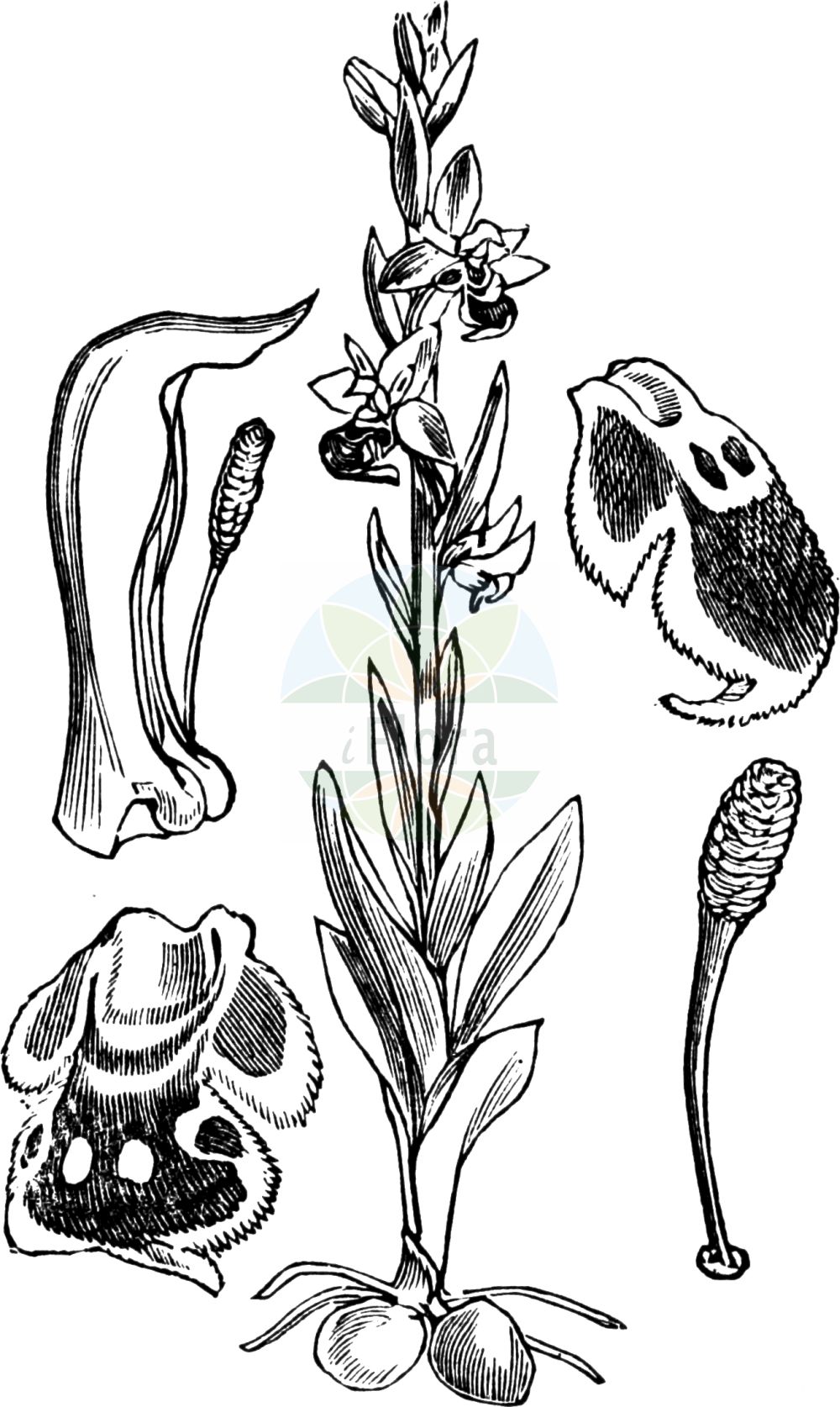 Ophrys apifera - Orchidaceae,Plantae,Pteridobiotina,Angiosperms,Asparagales,Orchidaceae,Ophrys,Ophrys apifera,Arachnites apifera, Cephalophrys integra, Epipactis arachnites, Ophrys adrachnites, Ophrys albiflora, Ophrys apifera f. almaracensis, Ophrys apifera f. aurita, Ophrys apifera f. austroalsatica, Ophrys apifera f. badensis, Ophrys apifera f. basiliensis, Ophrys apifera f. belgarum, Ophrys apifera f. bicolor, Ophrys apifera f. botteronii, Ophrys apifera f. brevilabellata, Ophrys apifera f. chodatii, Ophrys apifera f. curviflora, Ophrys apifera f. flaveola, Ophrys apifera f. flavescens, Ophrys apifera f. friburgensis, Ophrys apifera f. friburgensis, Ophrys apifera f. fulvofusca, Ophrys apifera f. patinata, Ophrys apifera f. pauciflora, Ophrys apifera f. tilaventina, Ophrys apifera f. trollii, Ophrys apifera lus. immaculata, Ophrys apifera prol. botteronii, Ophrys apifera subsp. arachnites, Ophrys apifera subsp. austriaca, Ophrys apifera subsp. botteronii, Ophrys apifera subsp. botteronii, Ophrys apifera subsp. chlorantha, Ophrys apifera subsp. friburgensis, Ophrys apifera subsp. immaculata, Ophrys apifera subsp. jurana, Ophrys apifera subsp. muteliae, Ophrys apifera subsp. olympiadae, Ophrys apifera subsp. purpurea, Ophrys apifera subsp. trollii, Ophrys apifera subsp. trollii, Ophrys apifera var. almaracensis, Ophrys apifera var. atrofusca, Ophrys apifera var. aurita, Ophrys apifera var. austriaca, Ophrys apifera var. badensis, Ophrys apifera var. basiliensis, Ophrys apifera var. belgarum, Ophrys apifera var. bicolor, Ophrys apifera var. botteronii, Ophrys apifera var. brevilabellata, Ophrys apifera var. broteroi, Ophrys apifera var. cambrensis, Ophrys apifera var. chlorantha, Ophrys apifera var. cordatitepala, Ophrys apifera var. curviflora, Ophrys apifera var. emanuelae, Ophrys apifera var. filitepala, Ophrys apifera var. flavescens, Ophrys apifera var. friburgensis, Ophrys apifera var. fulvofusca, Ophrys apifera var. immaculata, Ophrys apifera var. jenensis, Ophrys apifera var. jurana, Ophrys apifera var. laetitiae, Ophrys apifera var. libanotica, Ophrys apifera var. maculata, Ophrys apifera var. muteliae, Ophrys apifera var. olimpiadae, Ophrys apifera var. patinata, Ophrys apifera var. punctata, Ophrys apifera var. purpurata, Ophrys apifera var. purpurea, Ophrys apifera var. quintianensis, Ophrys apifera var. renatae, Ophrys apifera var. saraepontana, Ophrys apifera var. speciosa, Ophrys apifera var. subterrostrunca, Ophrys apifera var. tilaventina, Ophrys apifera var. trollii, Ophrys apifera var. urbinensis, Ophrys aquisgranensis, Ophrys arachnites, Ophrys arachnites, Ophrys asilifera, Ophrys austriaca, Ophrys bicolor, Ophrys botteronii, Ophrys chlorantha, Ophrys epeirophora, Ophrys friburgensis, Ophrys immaculata, Ophrys insectifera subsp. apifera, Ophrys insectifera subsp. arachnites, Ophrys insectifera subvar. aurita, Ophrys insectifera var. arachnites, Ophrys insectifera var. purpurata, Ophrys insectifera var. trollii, Ophrys integra, Ophrys jurana, Ophrys jurana, Ophrys mangini, Ophrys purpurea, Ophrys ripaensis, Ophrys rostrata, Ophrys saraepontana, Ophrys trollii, Ophrys trollii var. virescens, Ophrys truncata, Orchis apifera, Orchis arachnites, Orchis pseudoapifera,Bienen-Ragwurz;Freiburger Bienen-Ragwurz;Gewöhnliche Bienen-Ragwurz;bee orchid;Ophrys abeille;ophrys de Botteron;ophrys du Jura;abejera;abejita;flor de la abeja;Ofride fior delle Api;ofride fior di ape;vesparia;bijenorchis;bijenophrys;erva-abelha;abelha-flor;abelheira;abelhera;abelhinha;alpivre;erva-aranha;офрис пчелоносная;arı salebi;ofris;abellera;abellera vera;abelles;flor d'abella;flor d'abelles;flor de la Mare de Déu;mosques d'ase;sabatetes de la Mare de Déu;pčelina kokica;biblomst;čebeljeliko mačje uho;méhbangó;tořič včelonosný;hmyzovník včelovitý;офрис бджолоносна;пчелица;devoranit haddevorah;דְּבוֹרָנִית הַדְּבוֹרָה