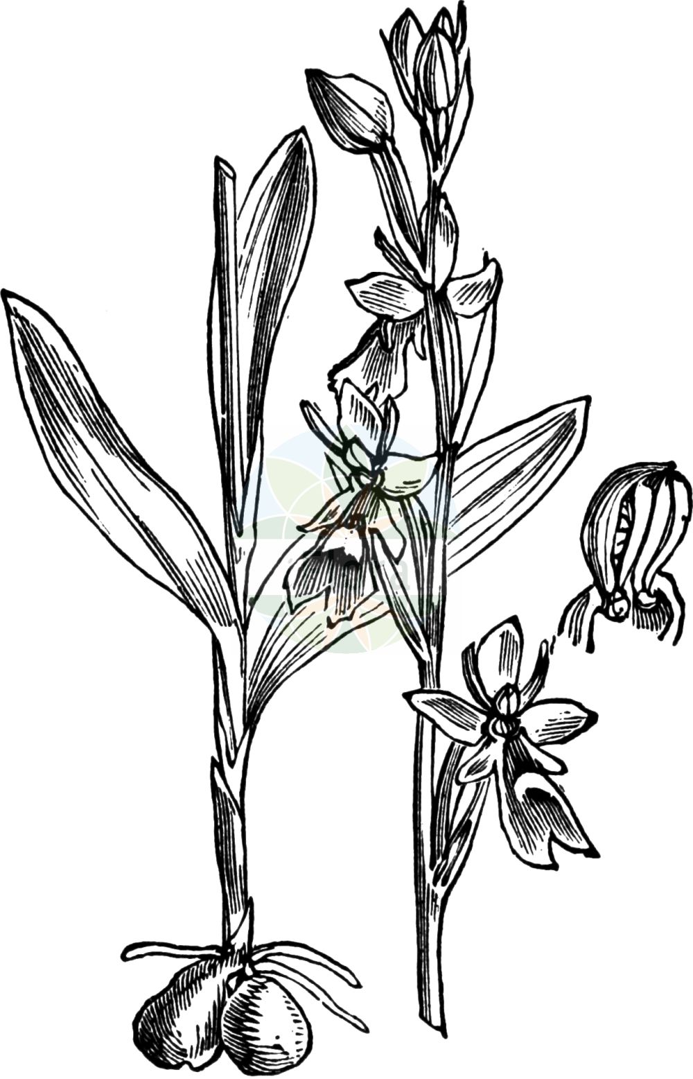 Ophrys insectifera - Orchidaceae,Plantae,Pteridobiotina,Angiosperms,Asparagales,Orchidaceae,Ophrys,Ophrys insectifera,Ophrys muscifera f. apiculata, Orchis insectifera,Fliegen-Ragwurz;Mückenständel;fly orchid;Ophrys mouche;abejita;moscas;mosquera;Ofride insettifera;ofride fior di mosca;pecchie;spiegelophrys;vliegenorchis;офрис насекомоносная;ofris;mosquera;flugblomster;flueblomst;dwulistnik muszy;muholiko mačje uho;légybangó;tořič hmyzonosný;hmyzovník muchovitý;офрис комахоносна;kärbesõis;mušu ofrīda;flugeblom;kimalaisorho;musinis ofris