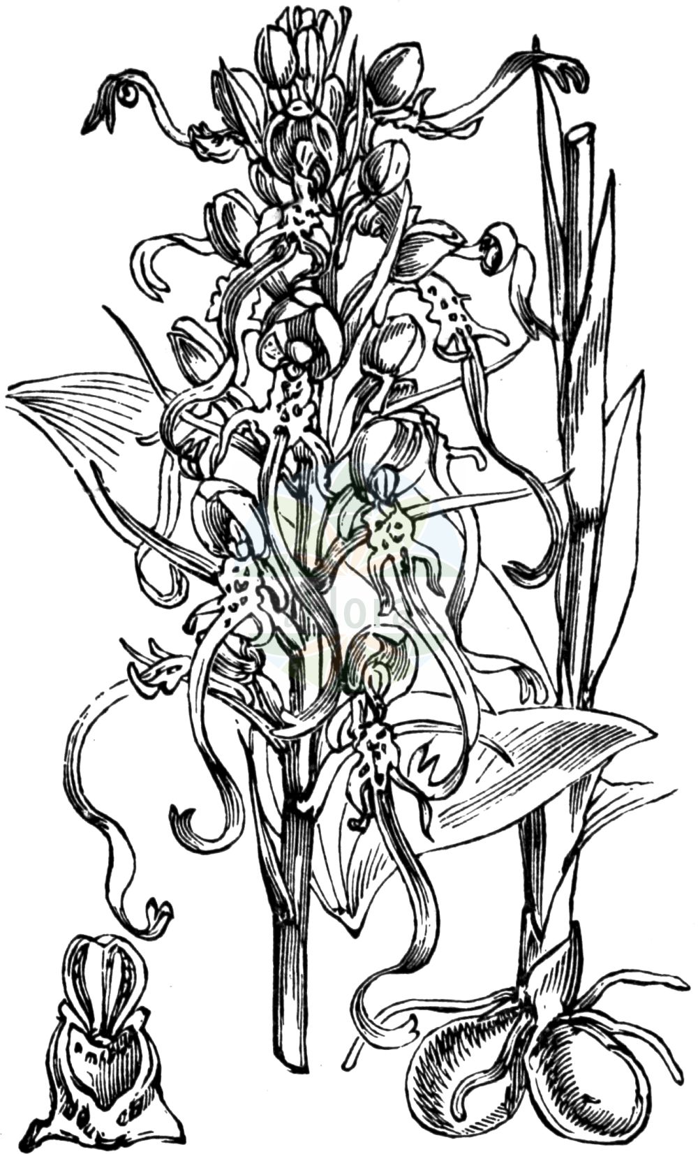 Himantoglossum hircinum - Orchidaceae,Plantae,Pteridobiotina,Angiosperms,Asparagales,Orchidaceae,Himantoglossum,Himantoglossum hircinum,Aceras hircinum, Aceras hircinum var. calamistratum, Aceras hircinum var. divergens, Aceras hircinum var. forcipula, Aceras hircinum var. platyglossa, Aceras hircinum var. thuringiacum, Himantoglossum hircinum f. acutum, Himantoglossum hircinum f. brevibracteatum, Himantoglossum hircinum f. brevilaciniatum, Himantoglossum hircinum f. calamistratum, Himantoglossum hircinum f. coloriglossum, Himantoglossum hircinum f. comosum, Himantoglossum hircinum f. divergens, Himantoglossum hircinum f. forcipula, Himantoglossum hircinum f. latisectum, Himantoglossum hircinum f. laxiflorum, Himantoglossum hircinum f. longelaciniatum, Himantoglossum hircinum f. purpureum, Himantoglossum hircinum f. thuringiacum, Himantoglossum hircinum lus. albidum, Himantoglossum hircinum lus. inodorum, Himantoglossum hircinum lus. viridans, Himantoglossum hircinum var. aestivalis, Himantoglossum hircinum var. altum, Himantoglossum hircinum var. bracteatum, Himantoglossum hircinum var. comosum, Himantoglossum hircinum var. confusum, Himantoglossum hircinum var. hircinum, Himantoglossum hircinum var. hirsutum, Himantoglossum hircinum var. minusculum, Himantoglossum hircinum var. obtusum, Himantoglossum hircinum var. pendulum, Himantoglossum hircinum var. praealtum, Himantoglossum hircinum var. pullum, Himantoglossum hircinum var. viride, Loroglossum hircinum, Loroglossum hircinum f. calamistratum, Loroglossum hircinum f. divergens, Loroglossum hircinum f. forcipula, Loroglossum hircinum var. minor, Loroglossum hircinum var. platyglossum, Loroglossum hircinum var. thuringiacum, Orchis hircina, Satyrium hircinum,Bocks-Riemenzunge;Riemenzunge;Bocksorchis;lizard orchid;orchis bouc;Orchis à odeur de bouc;bouquin;cornes de bouc;himantoglosse à odeur de bouc;loroglosse;loroglosse à odeur de bouc;orchis bouc;satyre fétide;orquídea barbada;orquídea hedionda;satirión barbado;Barbone;imantoglosso caprino;bokkenorchis;ремнелепестник козий;ремнелепестник козлиный;himantoglos;orquis hircí;smrdljiva kukavica;bakbűzű sallangvirág;mediterrán sallangvirág;jazýček kozlí;jazýčkovec;еднопрудков херминиум;смичак