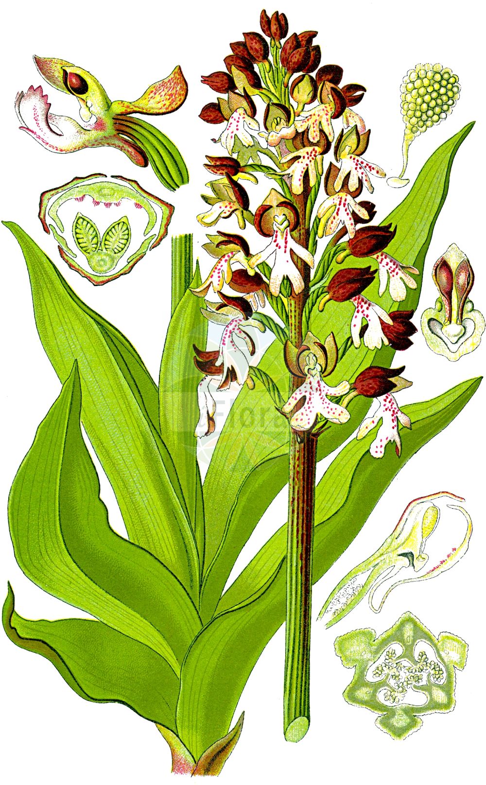 Orchis purpurea - Orchidaceae,Plantae,Pteridobiotina,Angiosperms,Asparagales,Orchidaceae,Orchis,Orchis purpurea,Orchis militaris subsp. purpurea, Orchis militaris var. fusca, Orchis militaris var. purpurea, Orchis purpurea f. vulgaris, Orchis purpurea var. moravica,Purpur-Knabenkraut;Braunrotes Knabenkraut;Dunkelrote Orchis;lady orchid;Orchis pourpré;orchis brun;orchis casque;orquídea de la dama;Orchide maggiore;bruine orchis;puperorchis;ятрышник пурпурный;hasancık;salep;orquis purpuri;grimizni kaćun;stornycklar;stor gøgeurt;storczyk purpurowy;škrlatnordeča kukavica;bíboros kosbor;vstavač nachový;gemanarita;vstavač purpurový;зозулинець пурпуровий;пурпурен салеп