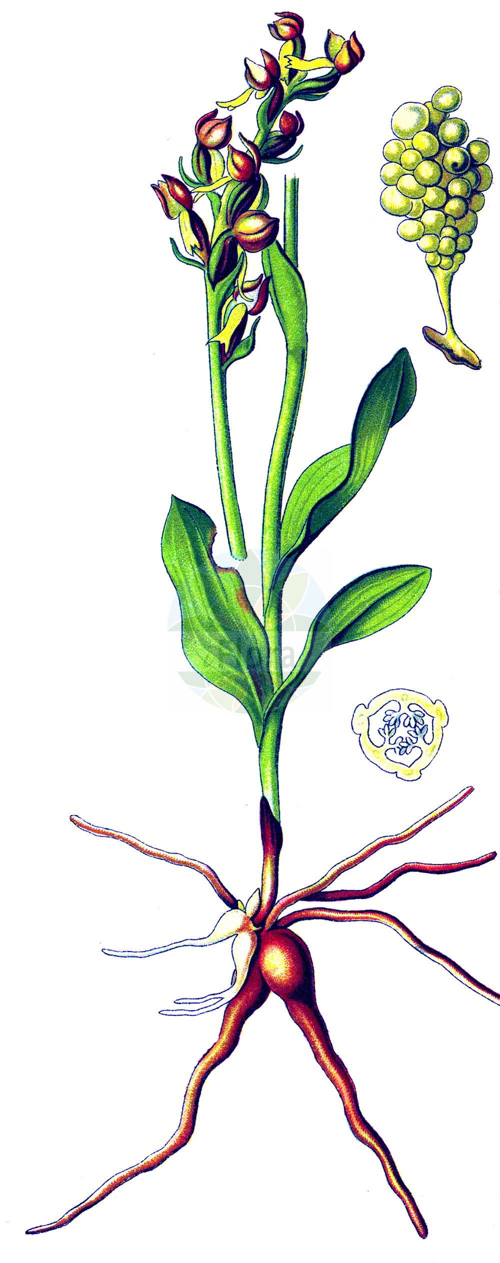 Dactylorhiza viridis var. viridis - Orchidaceae,Plantae,Pteridobiotina,Angiosperms,Asparagales,Orchidaceae,Dactylorhiza,Dactylorhiza viridis,Dactylorhiza viridis var. viridis,Coeloglossum bracteatum var. kashmiricum, Coeloglossum islandicum, Coeloglossum kaschmirianum, Coeloglossum nankotaizanense, Coeloglossum taiwanianum, Coeloglossum vaillantii, Coeloglossum viride f. brevibracteatum, Coeloglossum viride f. collinum, Coeloglossum viride f. dentatum, Coeloglossum viride f. gracillimum, Coeloglossum viride f. grandiflorum, Coeloglossum viride f. integrum, Coeloglossum viride f. islandicum, Coeloglossum viride f. lancifolium, Coeloglossum viride f. longibracteatum, Coeloglossum viride f. microbracteatum, Coeloglossum viride f. parviflorum, Coeloglossum viride f. purpureum, Coeloglossum viride f. roseum, Coeloglossum viride f. rubens, Coeloglossum viride f. subalpinum, Coeloglossum viride f. thuringiacum, Coeloglossum viride subsp. islandicum, Coeloglossum viride subsp. islandicum, Coeloglossum viride var. collinum, Coeloglossum viride var. islandicum, Coeloglossum viride var. labellifidum, Coeloglossum viride var. rhenanum, Coeloglossum viride var. subalpinum, Coeloglossum viride var. thuringiacum, Coeloglossum viride var. vaillantii, Herminium nankotaizanense, Orchis batrachites, Orchis ferruginea, Orchis virens, Orchis viridis var. labellifida, Orchis viridis var. labellifida, Orchis viridis var. major, Orchis viridis var. vaillantii, Peristylus islandicus, Peristylus montanus, Peristylus viridis var. macrobracteatus, Platanthera islandica, Platanthera nankotaizanensis, Platanthera viridis var. densiflora, Satyrium alpinum, Satyrium bracteatum, Satyrium ferrugineum, Satyrium fuscum, Satyrium lingulatum,Hohlzunge;Eigentliche Grüne Hohlzunge;Grüne Hohlzunge;frog orchid