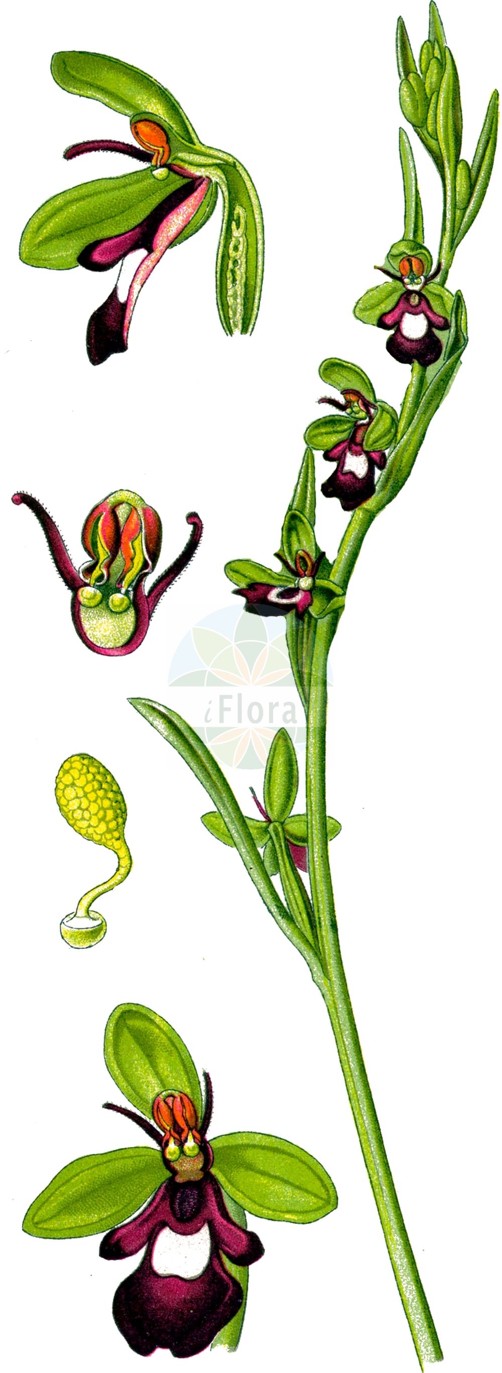 Ophrys insectifera - Orchidaceae,Plantae,Pteridobiotina,Angiosperms,Asparagales,Orchidaceae,Ophrys,Ophrys insectifera,Ophrys muscifera f. apiculata, Orchis insectifera,Fliegen-Ragwurz;Mückenständel;fly orchid;Ophrys mouche;abejita;moscas;mosquera;Ofride insettifera;ofride fior di mosca;pecchie;spiegelophrys;vliegenorchis;офрис насекомоносная;ofris;mosquera;flugblomster;flueblomst;dwulistnik muszy;muholiko mačje uho;légybangó;tořič hmyzonosný;hmyzovník muchovitý;офрис комахоносна;kärbesõis;mušu ofrīda;flugeblom;kimalaisorho;musinis ofris