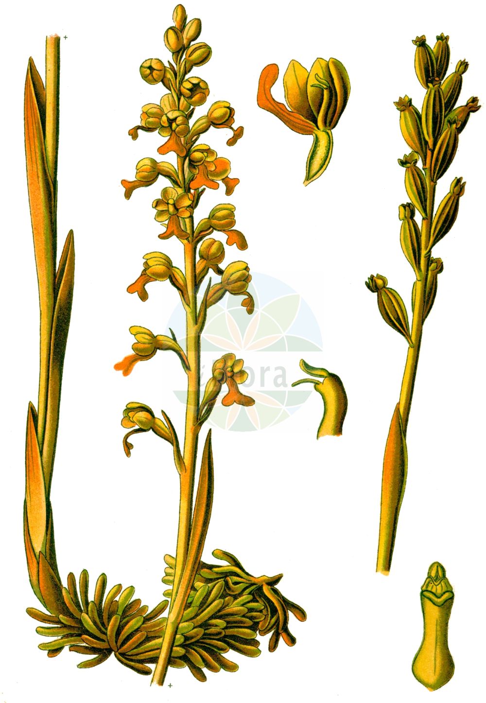 Neottia nidus-avis - Orchidaceae,Plantae,Pteridobiotina,Angiosperms,Asparagales,Orchidaceae,Neottia,Neottia nidus-avis,Distomaea nidus-avis, Epipactis nidus-avis, Helleborine nidus-avis, Helleborine succulenta, Listera nidus-avis, Listera nidus-avis, Malaxis nidus-avis, Neottia macrostelis, Neottia nidus-avis f. brachystelis, Neottia nidus-avis f. brunnea, Neottia nidus-avis f. dilatata, Neottia nidus-avis f. glandulosa, Neottia nidus-avis f. glandulosa, Neottia nidus-avis f. macrostelis, Neottia nidus-avis f. micrantha, Neottia nidus-avis f. nivea, Neottia nidus-avis f. pallida, Neottia nidus-avis f. sulphurea, Neottia nidus-avis lus. nivea, Neottia nidus-avis lus. pallida, Neottia nidus-avis lus. sulphurea, Neottia nidusavis var. nivea, Neottia nidusavis var. pallida, Neottia orobanchoidea, Neottia squamosa, Neottidium nidus-avis, Ophrys nidus-avis, Serapias nidus-avis,Vogel-Nestwurz;Nestwurz;Vogelnestwurz;bird's-nest orchid;mycoheterotrophic orchid;Néottie nid d'oiseau;néottie nid-d'oiseau;nid d'oiseau;nido de ave;nido de pájaro;orquídea nido de pájaro;Nido d'uccello;vogelnestje;vogelnestorchis;настоящая гнездовка;гнездовка настоящая;гнездовка обыкновенная;çalı salebi;neoti;šumska kokoška;nästrot;rederod;gnieżnik leśny;サカネラン;sakane-ran;rjava gnezdovnica;madárfészek;hlístník hnízdák;trânji;hniezdovka hlístová;гніздівка звичайна;истинска гнездица;птиче гнездо;pruunikas pesajuur;parastā ligzdene;fuglereir;pesäjuuri;гнездовица;rusvoji lizduolė