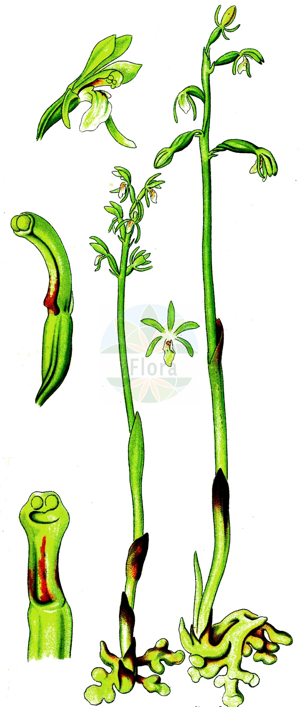 Corallorhiza trifida - Orchidaceae,Plantae,Pteridobiotina,Angiosperms,Asparagales,Orchidaceae,Corallorhiza,Corallorhiza trifida,Corallorhiza anandae, Corallorhiza corallorhiza, Corallorhiza corallorhiza subsp. coloradensis, Corallorhiza dentata, Corallorhiza ericetorum, Corallorhiza halleri, Corallorhiza innata, Corallorhiza innata subsp. ericetorum, Corallorhiza innata var. discolor, Corallorhiza innata var. ericetorum, Corallorhiza innata var. virescens, Corallorhiza intacta, Corallorhiza integra, Corallorhiza jacquemontii, Corallorhiza nemoralis, Corallorhiza neottia, Corallorhiza occidentalis, Corallorhiza trifida f. ericetorum, Corallorhiza trifida f. integra, Corallorhiza trifida f. suaveolens, Corallorhiza trifida f. verna, Corallorhiza trifida subsp. virescens, Corallorhiza trifida var. ericetorum, Corallorhiza trifida var. integra, Corallorhiza trifida var. trifida, Corallorhiza trifida var. verna, Corallorhiza trifida var. virescens, Corallorhiza trifida var. virescens, Corallorhiza verna, Corallorhiza virescens, Corallorhiza virescens, Corallorhiza wyomingensis, Cymbidium corallorhiza, Epidendrum corallorhizon, Epipactis corallorhiza, Helleborine corallorrhiza, Neottia corallorhiza, Ophrys corallorhiza,Korallenwurz;Dreispaltige Korallenwurz;coralroot orchid;early coral-root;northern coral-root;corallorhize trifide;coral root;early coralroot;northern coralroot;Racine de corail;coralline;corallorhize parasite;corallorrhize trifide;orquídea raíz de coral;Coralloriza;orchidea corallina;koraalwortel;ладьян трехнадрезанный;mercan salebi;kolarorhizë;coral·lorriza;šumska koraljuša;korallrot;koralrod;żlobik koralowy;trikrpi koralasti koren;korallgyökér;korálice trojklaná;burzişor;koralica lesná;коральковець тричінадрізаний;триделна коралка;kõdu-koralljuur;treydaivu koraļļsakne;korallrot;harajuuri;nariuotoji ilgalūpė;shān hú lán shǔ;珊瑚兰属