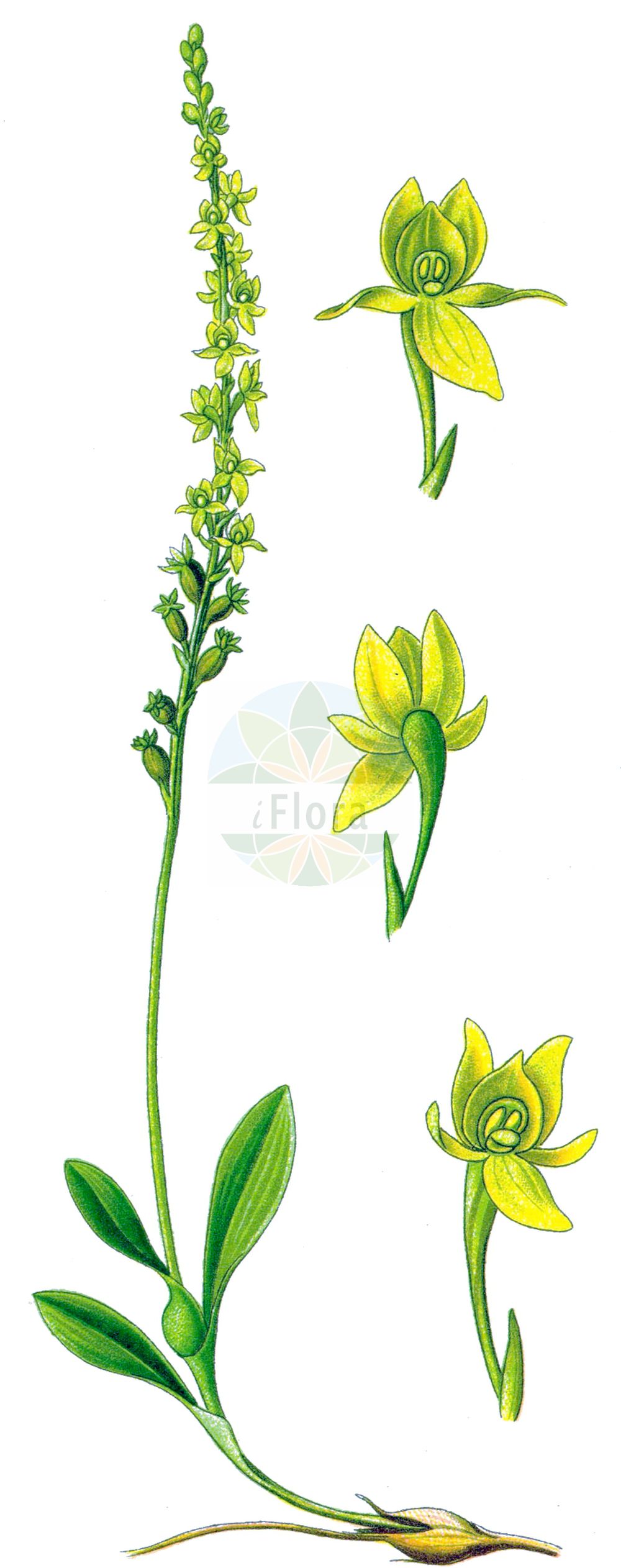 Hammarbya paludosa - Orchidaceae,Plantae,Pteridobiotina,Angiosperms,Asparagales,Orchidaceae,Hammarbya,Hammarbya paludosa,Epipactis paludosa, Hammarbya paludosa var. robusta, Malaxis paludosa, Malaxis palustris, Ophrys paludosa, Ophrys palustris, Orchis paludosa, Sturmia paludosa,Sumpf-Weichwurz;Weichwurz;Weichständel;Weichstendel;bog orchid;bog adder's-mouth;bog adder's-mouth orchid;Malaxis des marais;hammarbya des marais;malaxide des marais;malaxis à deux feuilles;Hammarbia;hammarbia delle paludi;knolletjeorchis;veenmosorchis;гаммарбия болотная;myggblomster;hjertelæbe;wątlik błotny;barjevka;tőzegorchidea;měkkyně bahenní;mäkkuša močiarna;хамарбія болотна;sookäpp;purva hamarbija;myggblom;suovalkku;pelkinė laksva