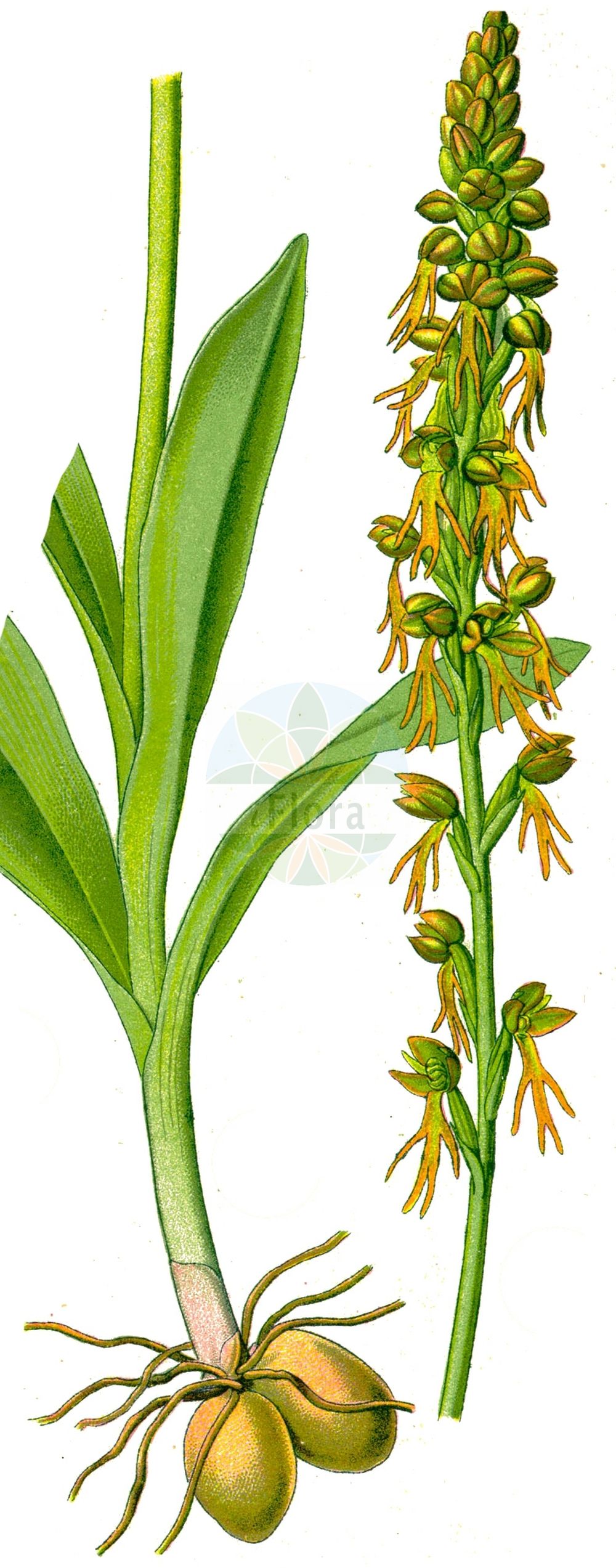 Orchis anthropophora - Orchidaceae,Plantae,Pteridobiotina,Angiosperms,Asparagales,Orchidaceae,Orchis,Orchis anthropophora,Aceras anthropomorphum, Aceras anthropophorum, Aceras anthropophorum, Aceras anthropophorum, Aceras anthropophorum f. angustatum, Aceras anthropophorum f. apiculatum, Aceras anthropophorum f. latior, Aceras anthropophorum f. purpurata, Aceras anthropophorum lus. flavescens, Aceras anthropophorum var. angustata, Aceras anthropophorum var. angustatum, Aceras anthropophorum var. balearicum, Aceras anthropophorum var. latior, Arachnites anthropophora, Himantoglossum anthropophorum, Loroglossum anthropophorum, Loroglossum brachyglotte, Ophrys anthropomorpha, Ophrys anthropophora, Satyrium anthropomorpha, Satyrium anthropomorphum, Satyrium anthropophora, Serapias anthropophora,Ohnhorn-Knabenkraut;Ohnhorn;Ohnsporn;Fratzenorchis;Puppenorchis;man orchid;Acéras homme pendu;orchis homme-pendu;acéras;acéras homme-pendu;homme-pendu;pantine;porte-home;hombrecillo;flor del hombre ahorcado;hombre colgado;hombrecillos ahorcados;Ballerina;ballerino;poppenorchis;rapazinhos;erva-do-homen-enforcado;erva-do-homem-enforcado;ацерас фигурный;ацерас человеконосный;kukla salebi;flor de l'home penjat;okruglastogomoljasta bezostruška