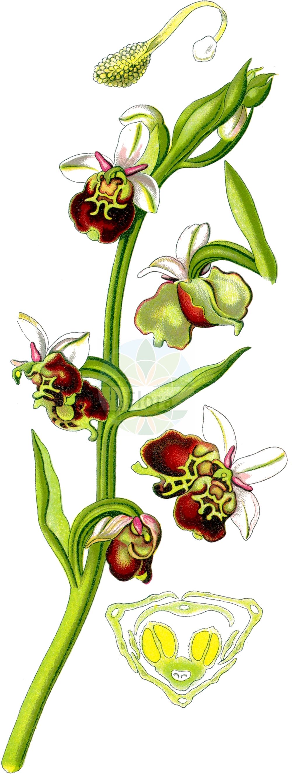 Ophrys - Orchidaceae,Biota,Plantae,Pteridobiotina,Tracheophyta,Liliopsida,Asparagales,Orchidaceae,Ophrys,Arachnites, Myodium