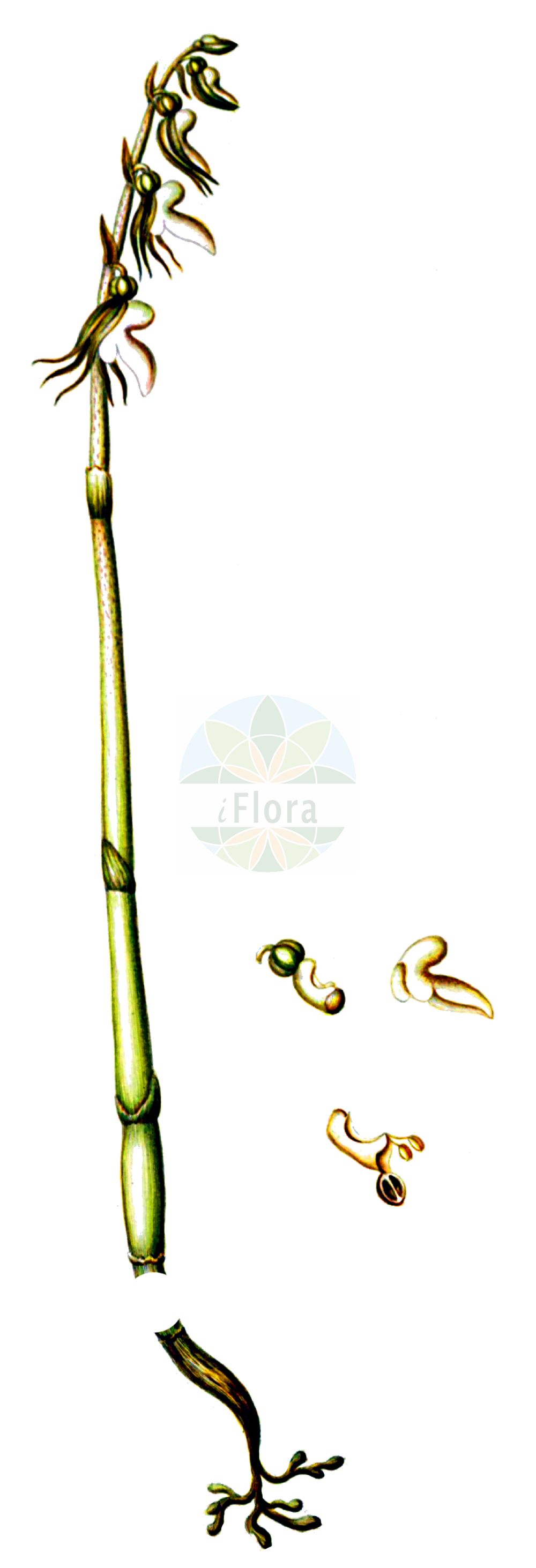 Epipogium aphyllum - Orchidaceae,Plantae,Pteridobiotina,Angiosperms,Asparagales,Orchidaceae,Epipogium,Epipogium aphyllum,Epipactis epipogium, Epipogium aphyllum f. albiflorum, Epipogium aphyllum var. stenochilum, Epipogium epipogium, Epipogium generalis, Epipogium gmelinii, Epipogon epipogium, Limodorum aphyllum, Limodorum epipogium, Orchis aphylla, Satyrium epipogium, Serapias epigogium,Blattloser Widerbart;Widerbart;ghost orchid;leafless epipogium;spurred coral-root;Epipogon sans feuilles;épipogon aphylle;epipogio;épipogium de Gmelin;épipogium sans feuilles;épipogon sans feuilles;orquídea fantasma;Epipogio;spookorchis;orquídea-fantasma;безлистный надбородник;надбородник безлистный;cazı salebi;epipog;bezlisni nabradac;skogsfru;knælæbe;storzan bezlistny;torakichi-ran;トラキチラン;brezlistni nadbradec;bajuszvirág;sklenobýl bezlistý;sklenobyľ bezlistá;надбородник безлистий;гмелинов епипогон;lehitu pisikäpp;bezlapu epipogija;huldreblom;metsänemä;belapė antbarzdė;liè chún hǔ shé lán;裂唇虎舌兰