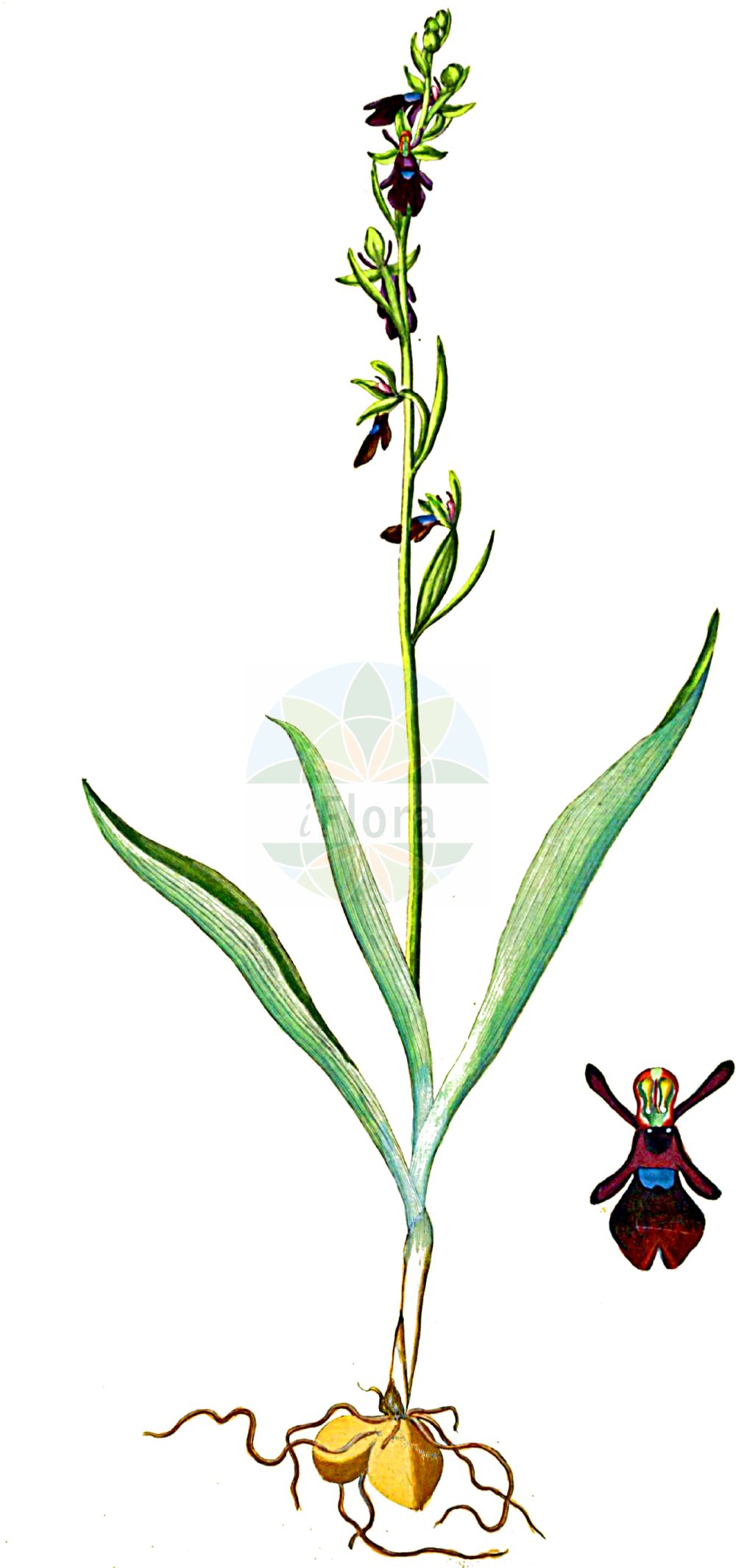 Ophrys insectifera - Orchidaceae,Plantae,Pteridobiotina,Angiosperms,Asparagales,Orchidaceae,Ophrys,Ophrys insectifera,Ophrys muscifera f. apiculata, Orchis insectifera,Fliegen-Ragwurz;Mückenständel;fly orchid;Ophrys mouche;abejita;moscas;mosquera;Ofride insettifera;ofride fior di mosca;pecchie;spiegelophrys;vliegenorchis;офрис насекомоносная;ofris;mosquera;flugblomster;flueblomst;dwulistnik muszy;muholiko mačje uho;légybangó;tořič hmyzonosný;hmyzovník muchovitý;офрис комахоносна;kärbesõis;mušu ofrīda;flugeblom;kimalaisorho;musinis ofris