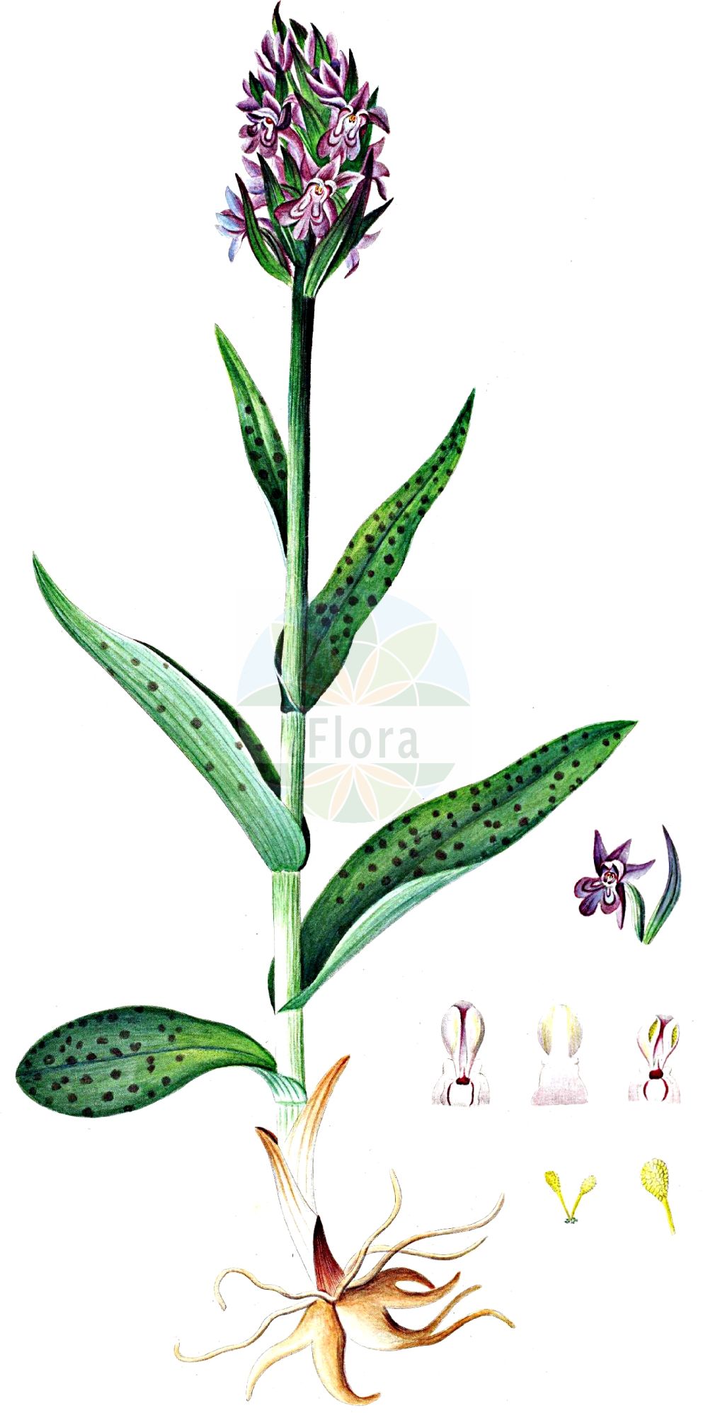 Dactylorhiza - Orchidaceae,Biota,Plantae,Pteridobiotina,Tracheophyta,Liliopsida,Asparagales,Orchidaceae,Dactylorhiza,× Dactyloglossum, Coeloglossum, Dactylorchis, Dactylorrhiza, Diplorrhiza, Entaticus, Satorkis, Satyrium, Streptogyne