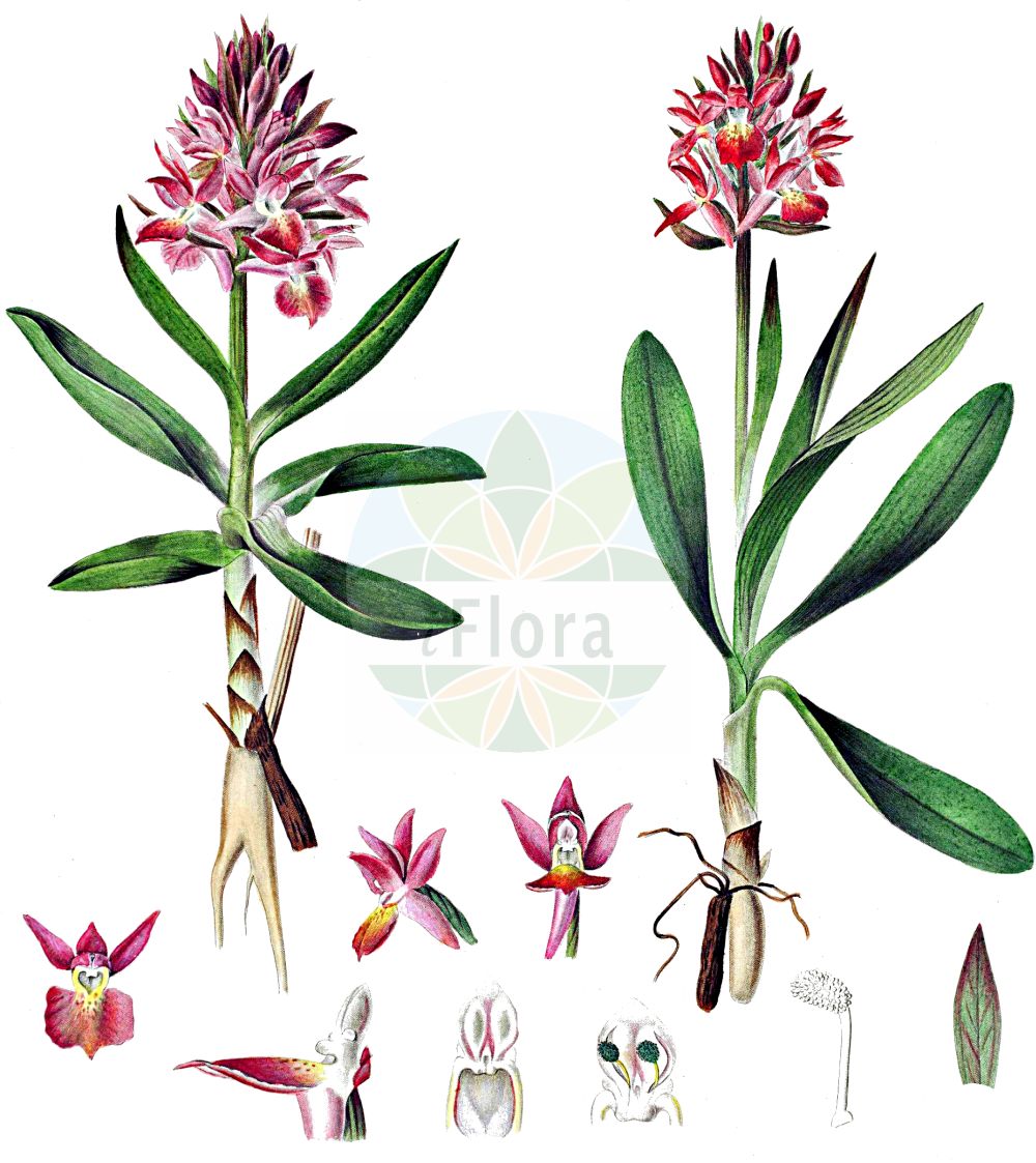 Dactylorhiza sambucina - Orchidaceae,Plantae,Pteridobiotina,Angiosperms,Asparagales,Orchidaceae,Dactylorhiza,Dactylorhiza sambucina,Dactylorchis sambucina, Dactylorhiza fasciculata, Dactylorhiza fasciculata, Dactylorhiza latifolia f. rubra, Dactylorhiza sambucina f. chusae, Dactylorhiza sambucina f. hybrida, Dactylorhiza sambucina f. robusta, Dactylorhiza sambucina f. rubra, Dactylorhiza sambucina f. rubrobracteata, Dactylorhiza sambucina lus. incarnata, Dactylorhiza sambucina subsp. laurentina, Dactylorhiza sambucina var. hungarica, Dactylorhiza sambucina var. hybrida, Dactylorhiza sambucina var. laurentina, Dactylorhiza sambucina var. rubrobracteata, Orchis fasciculata, Orchis guffroyi, Orchis incarnata, Orchis incarnata var. sambucina, Orchis laurentina, Orchis lutea, Orchis maculata subsp. sambucina, Orchis pseudosambucina var. fasciculata, Orchis pseudosambucina var. fasciculata, Orchis saccata, Orchis salina, Orchis sambucina, Orchis sambucina f. barlae, Orchis sambucina f. bracteata, Orchis sambucina f. hungarica, Orchis sambucina f. lanceolata, Orchis sambucina f. laurentina, Orchis sambucina f. obovata, Orchis sambucina f. purpurea, Orchis sambucina f. rubrobracteata, Orchis sambucina f. rubrobracteata, Orchis sambucina f. tripartita, Orchis sambucina lus. hybrida, Orchis sambucina lus. incarnata, Orchis sambucina lus. lutea, Orchis sambucina lus. luteopurpurea, Orchis sambucina lus. rubra, Orchis sambucina subsp. asturica, Orchis sambucina subsp. laurentina, Orchis sambucina subsp. laurentina, Orchis sambucina subvar. luteopurpurea, Orchis sambucina subvar. purpurea, Orchis sambucina unr. laurentina, Orchis sambucina var. bracteata, Orchis sambucina var. candida, Orchis sambucina var. hungarica, Orchis sambucina var. incarnata, Orchis sambucina var. incarnata, Orchis sambucina var. laurentina, Orchis sambucina var. lutea, Orchis sambucina var. purpurascens, Orchis sambucina var. purpurea, Orchis sambucina var. robusta, Orchis sambucina var. rubra, Orchis sambucina var. rubriflora, Orchis schleicheri,Holunder-Fingerwurz;Holunder-Knabenkraut;Holunder-Kuckucksblume;elder-flowered orchid;Orchis à odeur de sureau;orchis sureau;orquídea sáuco;Orchide sambucina;giglio sambucino;gele vlierorchis;пальчатокоренник бузинный;daktilorhizë;orquis sambucí;bazgin kaćun;Adam och Eva;hylde-gøgeurt;kukułka bzowa;stoplamek bzowy;storczyk bzowy;bezgova prstasta kukavica;bodzaszagú ujjaskosbor;prstnatec bezový;bujor;poronoic;vstavačovec bazový;бязов салеп;leeder-sõrmkäpp;systermarihand;seljakämmekkä