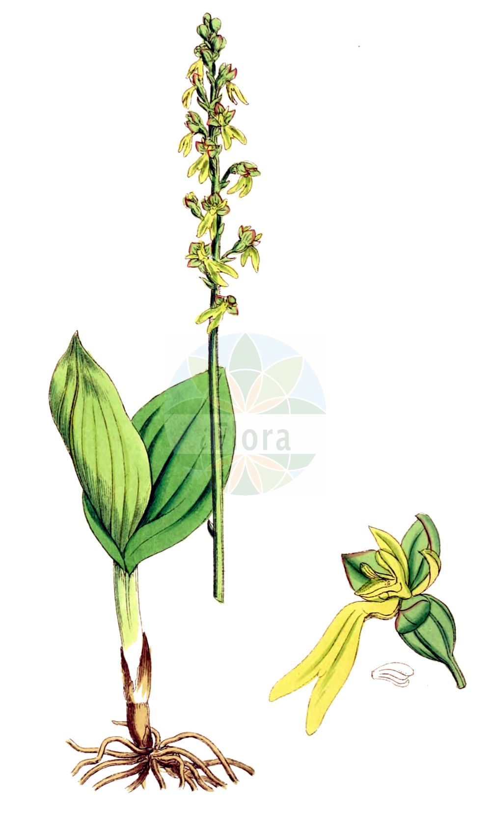 Neottia ovata - Orchidaceae,Plantae,Pteridobiotina,Angiosperms,Asparagales,Orchidaceae,Neottia,Neottia ovata,Bifolium ovatum, Diphryllum ovatum, Distomaea ovata, Epipactis ovalifolia, Epipactis ovata, Epipactis ovata var. trifoliata, Helleborine ovata, Listera multinervia, Listera ovata, Listera ovata f. brachyglossa, Listera ovata f. densiflora, Listera ovata f. elliptica, Listera ovata f. gracilis, Listera ovata f. minima, Listera ovata f. multinervia, Listera ovata f. parvifolia, Listera ovata f. platyglossa, Listera ovata f. trifoliata, Listera ovata f. verticillata, Listera ovata lus. alternifolia, Listera ovata lus. quadrifoliata, Listera ovata lus. trifoliata, Listera ovata var. trifoliata, Listera ovata var. trifoliata, Malaxis ovata, Neottia latifolia, Ophrys bifolia, Ophrys ovata, Pollinirhiza ovata, Serapias ovata,Großes Zweiblatt;common twayblade;twayblade;eggleaf twayblade;Grande listère;Listère ovale;listéra ovale;double-feuille;bifolio;hierba de dos hojas;listera ovada;Listera maggiore;orchide de primavera;grote keverorchis;keverorchis;тайник овальный;тайник яйцевидный;çalı salebi;listerë;lístera ovada;jajoliki čopotac;tvåblad;ægbladet fliglæbe;listera jajowata;jajčastolistni muhovnik;békakonty;bradáček vejčitý;buhai;bradáčik vajcovitolistý;зозулині сльози яйцевидні;овален тайник;suur käopõll;ovālā divlape;stortviblad;soikkokaksikko;чопотац;kiaušininė dviguonė