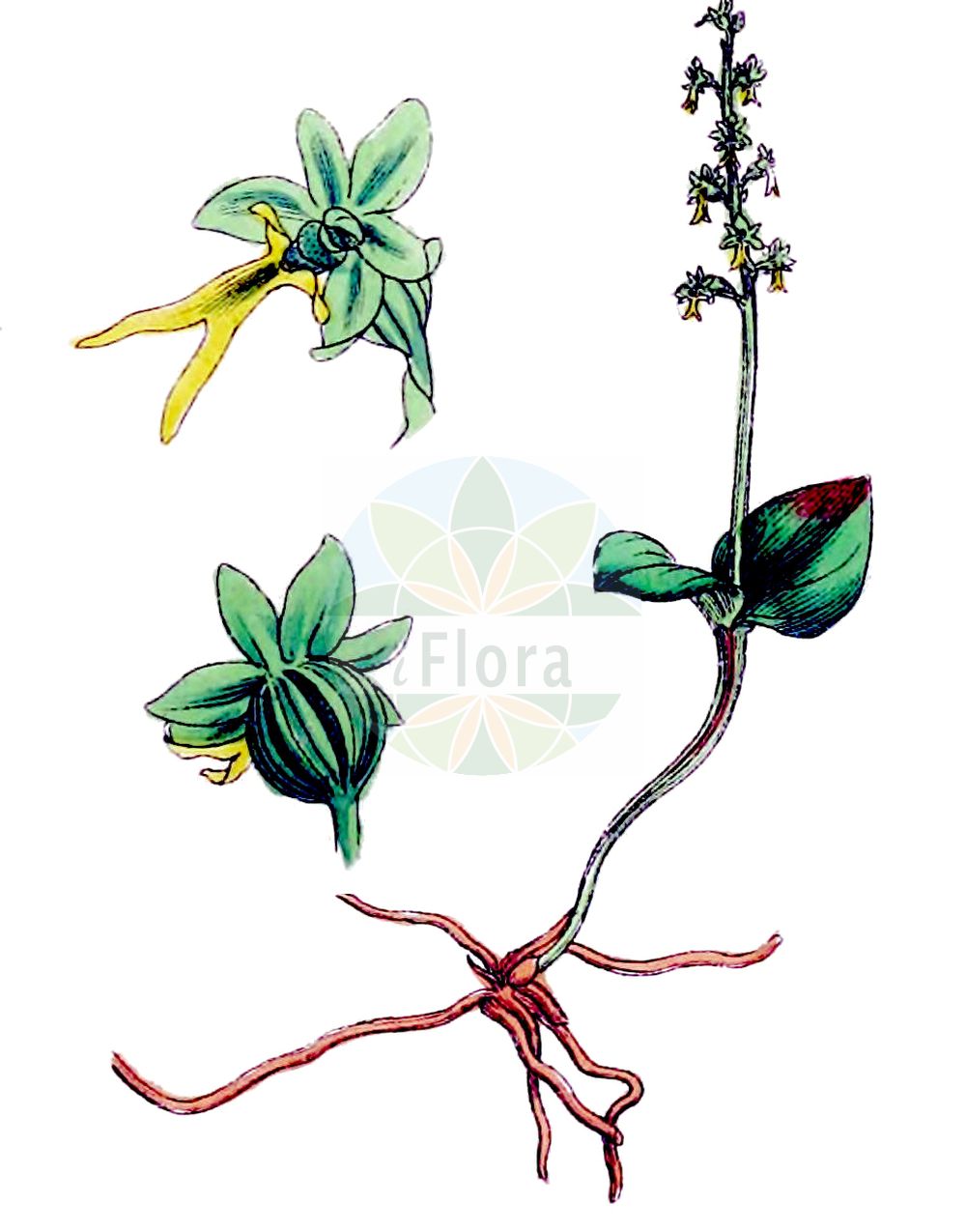 Neottia cordata - Orchidaceae,Plantae,Pteridobiotina,Angiosperms,Asparagales,Orchidaceae,Neottia,Neottia cordata,Bifolium cordatum, Cymbidium cordatum, Diphryllum cordatum, Distomaea cordata, Epipactis cordata, Helleborine cordata, Listera cordata, Listera cordata f. crassa, Listera cordata f. disjuncta, Listera cordata f. pallida, Listera cordata f. rubescens, Listera cordata f. tenuis, Listera cordata f. tetraphylla, Listera cordata f. trifolia, Listera cordata f. trifolia, Listera cordata f. variegata, Listera cordata f. viridens, Listera cordata lus. trifolia, Listera cordata subsp. japonica, Listera cordata subsp. nephrophylla, Listera cordata var. chlorantha, Listera cordata var. japonica, Listera cordata var. nephrophylla, Listera nephrophylla, Neottia cordata f. rubescens, Neottia nephrophylla, Ophrys cordata, Ophrys nephrophylla, Pollinirhiza cordata, Serapias cordata,Kleines Zweiblatt;Herzblättriges Zweiblatt;Herz-Zweiblatt;lesser twayblade;heart-leaved twayblade;western heart-leaved twayblade;heartleaf twayblade;Listère en coeur;listère à feuilles cordées;listera minore;Listera minore;kleine keverorchis;тайник сердцевидный;pisipisi salebi;lístera cordifòlia;srcoliki čopotac;spindelblomster;hjertebladet fliglæbe;listera sercowata;srčastolistni muhovnik;szívlevelű békakonty;bradáček srdčitý;bradáčik srdcovitolistý;зозулині сльози серцелисті;сърцевиден тайник;väike käopõll;sirdsveida divlape;småtviblad;herttakaksikko;чопотац;širdinė dviguonė