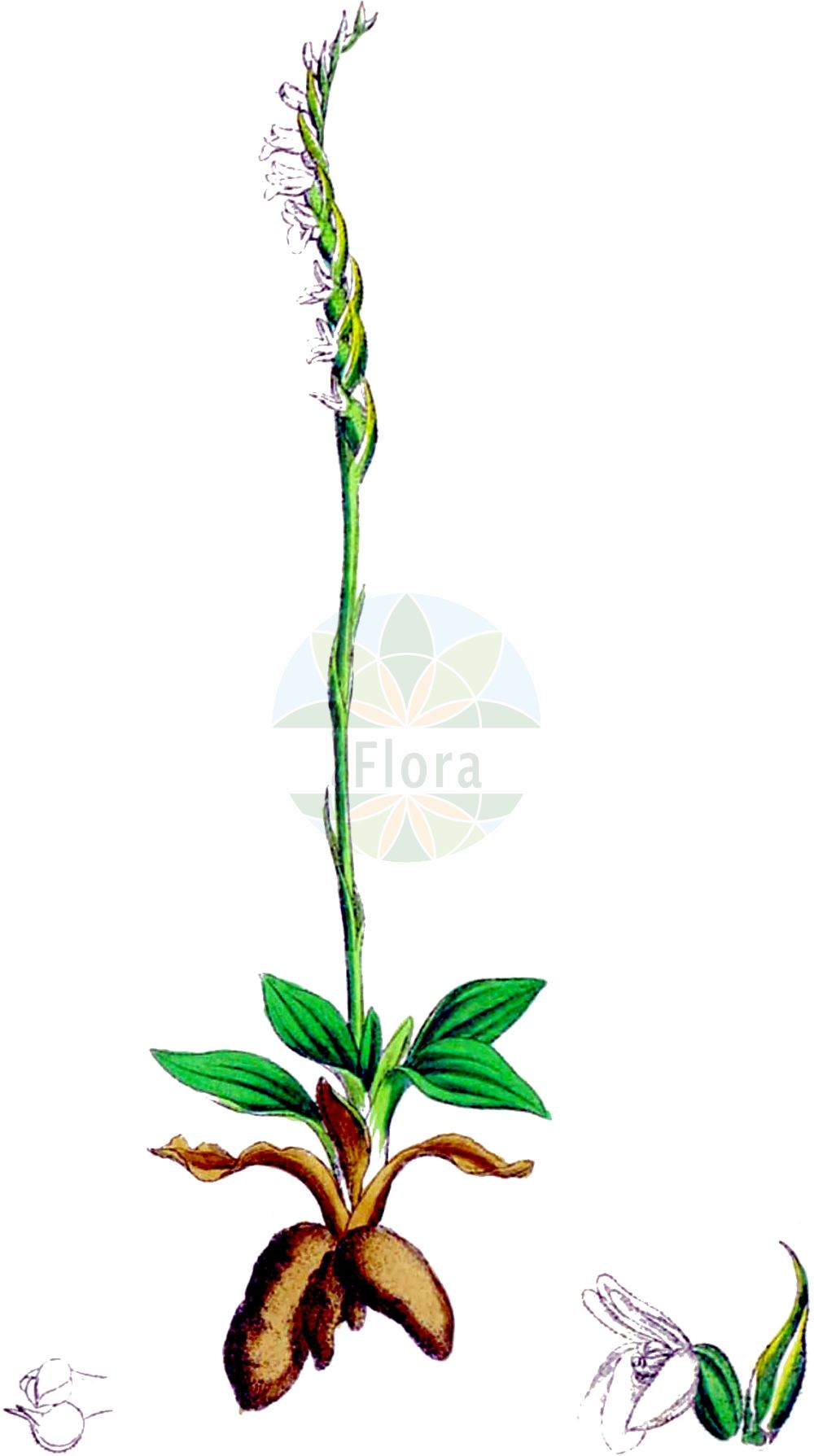 Spiranthes spiralis - Orchidaceae,Plantae,Pteridobiotina,Angiosperms,Asparagales,Orchidaceae,Spiranthes,Spiranthes spiralis,Epipactis spiralis, Gyrostachys autumnalis, Gyrostachys spiralis, Ibidium spirale, Neottia autumnalis, Neottia autumnalis, Neottia spiralis, Ophrys autumnalis, Ophrys spiralis, Serapias spiralis, Spiranthes autumnalis, Spiranthes autumnalis f. bracteata, Spiranthes autumnalis f. oycoviensis, Spiranthes autumnalis f. parviflora, Spiranthes autumnalis var. major, Spiranthes autumnalis var. parviflora, Spiranthes glauca, Tussaca autumnalis,Herbst-Wendelorchis;Herbst-Drehwurz;Herbst-Wendelähre;Herbst-Schraubenständel;Herbst-Schraubenstendel;autumn lady's-tresses;Spiranthe d'automne;spiranthe spiralée;Viticcini autunnali;herfstschroeforchis;скрученник спиральный;inci salebi;spirantëz;espirant autumnal;jesenska zasukica;skruvax;skrueaks;kręczynka jesienna;zavita škrbica;őszi füzértekercs;švihlík krutiklas;pokrut jesenný;скрученик спіральний;есенен спиралник;засучак