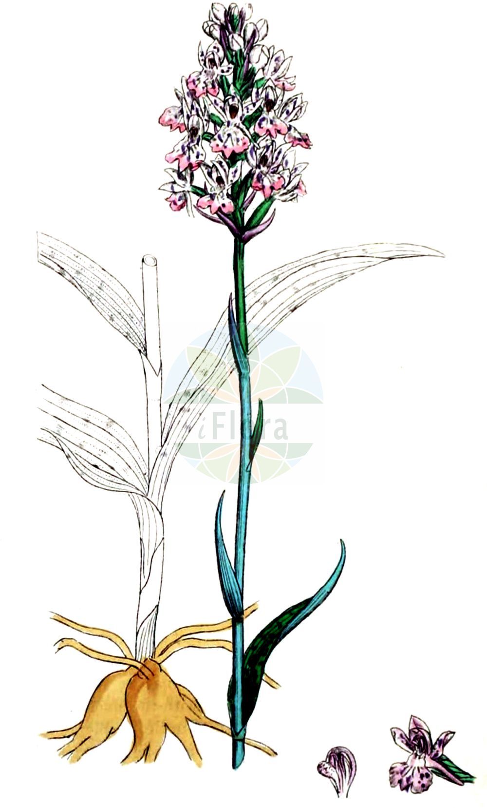 Dactylorhiza - Orchidaceae,Biota,Plantae,Pteridobiotina,Tracheophyta,Liliopsida,Asparagales,Orchidaceae,Dactylorhiza,× Dactyloglossum, Coeloglossum, Dactylorchis, Dactylorrhiza, Diplorrhiza, Entaticus, Satorkis, Satyrium, Streptogyne