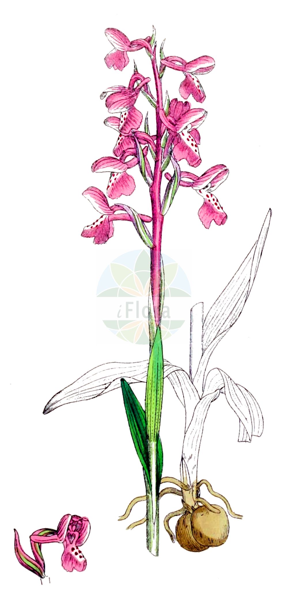 Anacamptis morio subsp. morio - Orchidaceae,Plantae,Pteridobiotina,Angiosperms,Asparagales,Orchidaceae,Anacamptis,Anacamptis morio,Anacamptis morio subsp. morio,Anacamptis albertii, Anacamptis morio f. alba, Anacamptis morio f. albicans, Anacamptis morio f. albiflora, Anacamptis morio f. maculata, Anacamptis morio f. nivea, Anacamptis morio f. picta-rosea, Anacamptis morio f. rosea, Anacamptis morio f. variegata, Anacamptis morio f. viridiflora, Helleborine athensis, Orchis albertii, Orchis athensis, Orchis crenulata, Orchis intermedia, Orchis moria, Orchis morio f. alba, Orchis morio f. albiflora, Orchis morio f. bilobulata, Orchis morio f. nana, Orchis morio f. robustior, Orchis morio f. sublaxiflora, Orchis morio f. sublobatus, Orchis morio f. subpicta, Orchis morio f. unilobata, Orchis morio f. variegata, Orchis morio f. velutina, Orchis morio subsp. alba, Orchis morio subsp. athensis, Orchis morio subsp. vulgaris, Orchis morio var. alba, Orchis morio var. albicans, Orchis morio var. albiflora, Orchis morio var. athensis, Orchis morio var. carnea, Orchis morio var. elatior, Orchis morio var. flava, Orchis morio var. gigas, Orchis morio var. irregularis, Orchis morio var. parviflora, Orchis morio var. picta-rosea, Orchis morio var. resupinata, Orchis morio var. rosea, Orchis morio var. subpicta, Orchis morio var. valida, Orchis morio var. velutina, Orchis morio var. viridiflora, Orchis morio var. vulgaris, Orchis officinalis, Serapias athensis,Eigentliches Kleines Knabenkraut;Kleines Knabenkraut;Salep;green-winged orchid