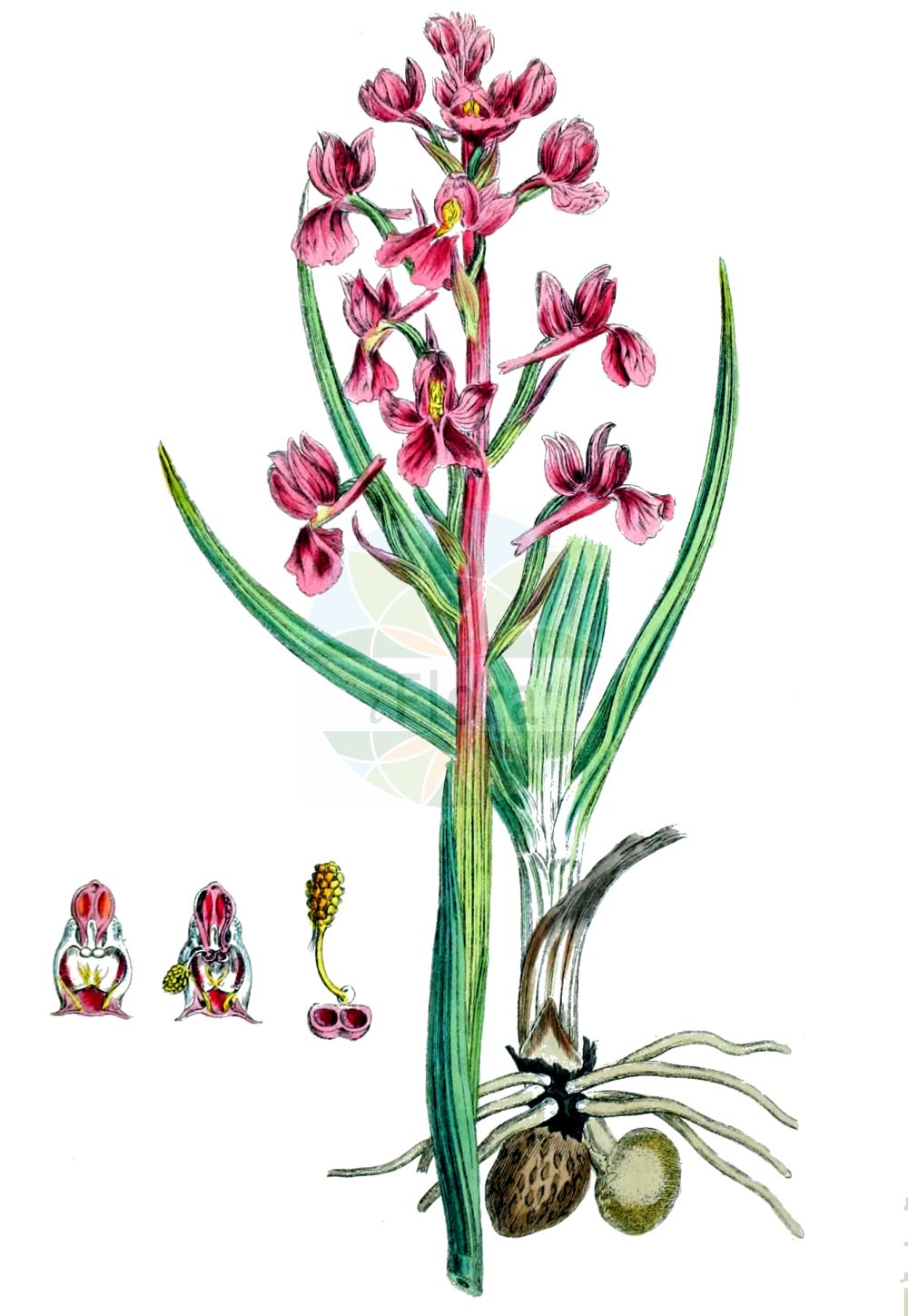 Anacamptis laxiflora - Orchidaceae,Plantae,Pteridobiotina,Angiosperms,Asparagales,Orchidaceae,Anacamptis,Anacamptis laxiflora,Herorchis laxiflora, Orchis laxiflora, Orchis laxiflora f. albiflora, Orchis palustris subsp. laxiflora, Paludorchis laxiflora,Dinsmores-Knabenkraut;Sumpf-Knabenkraut;Lockerblütiges Knabenkraut;bog orchid;Orchis à fleurs lâches;orchis à fleures lâches;pentecôte;Orchide acquatica;ijle orchis;ijme moerasorchis;ятрышник рыхлоцветковый;salep sümbülü;salep;orquis palustre;rahlocvjetni kaćun;rahlocvetna kukavica;зозулинець рідкоквітковий;блатен салеп;рядкоцветен салеп;велики каћунак;sachlav habbitzot;סַחְלַב הַבִּצּוֹת