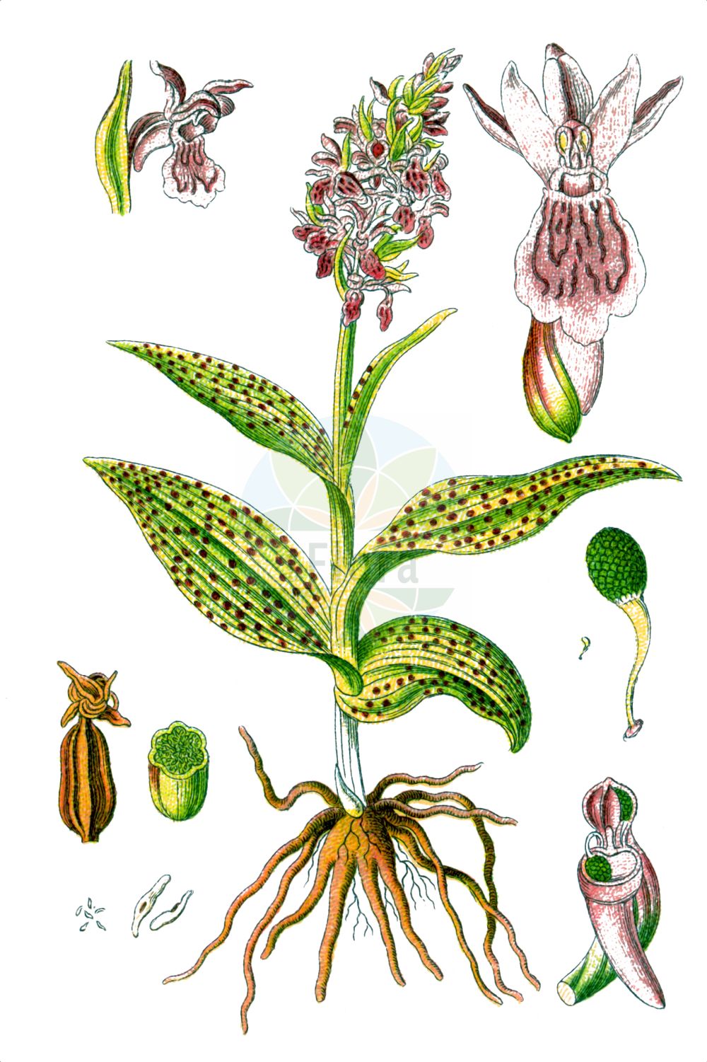 Dactylorhiza incarnata - Orchidaceae,Plantae,Pteridobiotina,Angiosperms,Asparagales,Orchidaceae,Dactylorhiza,Dactylorhiza incarnata,Dactylorchis incarnata, Dactylorchis incarnata var. rhombeilabia, Dactylorhiza strictifolia, Orchis incarnata, Orchis incarnata f. fraasii, Orchis incarnata f. retusa, Orchis incarnata f. rhombeilabia, Orchis incarnata subsp. fraasii, Orchis incarnata var. fraasii, Orchis latifolia subsp. incarnata, Orchis latifolia subsp. incarnata, Orchis latifolia var. incarnata, Orchis maculata subsp. incarnata, Orchis mixta var. incantata,Fleischrote Fingerwurz;Steifblättrige Fingerwurz;Fleischfarbenes Knabenkraut;Blassgelbes Knabenkraut;Blutrote Kuckucksblume;Blassgelbe Kuckucksblume;Blutrotes Knabenkraut;Steifblättriges Knabenkraut;Fleischrote Kuckucksblume;Fleischrotes Knabenkraut;early marsh-orchid;marsh orchid;Orchis incarnat;Orchide palmata;vleeskleurige orchis;satirião-bastardo;пальчатокоренник мясо-красный;ятрышник мясо-красный;azsalep;daktilorhizë;kukuljičasti kaćun;ängsnycklar;kødfarvet gøgeurt;kukułka krwista;stoplamek krwisty;storczyk krwisty;mesnordeča prstasta kukavica;hússzínű ujjaskosbor;prstnatec pleťový;vstavačovec strmolistý pravý;месночервен салеп;kahkjaspunane sõrmkäpp;stāvlapu dzegužpirkstīte;engmarihand;punakämmekkä;raudonoji gegūnė