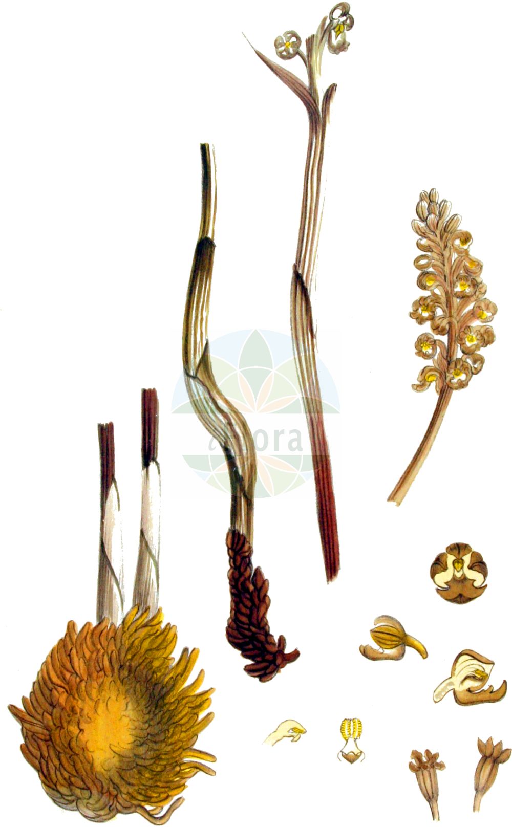 Neottia nidus-avis - Orchidaceae,Plantae,Pteridobiotina,Angiosperms,Asparagales,Orchidaceae,Neottia,Neottia nidus-avis,Distomaea nidus-avis, Epipactis nidus-avis, Helleborine nidus-avis, Helleborine succulenta, Listera nidus-avis, Listera nidus-avis, Malaxis nidus-avis, Neottia macrostelis, Neottia nidus-avis f. brachystelis, Neottia nidus-avis f. brunnea, Neottia nidus-avis f. dilatata, Neottia nidus-avis f. glandulosa, Neottia nidus-avis f. glandulosa, Neottia nidus-avis f. macrostelis, Neottia nidus-avis f. micrantha, Neottia nidus-avis f. nivea, Neottia nidus-avis f. pallida, Neottia nidus-avis f. sulphurea, Neottia nidus-avis lus. nivea, Neottia nidus-avis lus. pallida, Neottia nidus-avis lus. sulphurea, Neottia nidusavis var. nivea, Neottia nidusavis var. pallida, Neottia orobanchoidea, Neottia squamosa, Neottidium nidus-avis, Ophrys nidus-avis, Serapias nidus-avis,Vogel-Nestwurz;Nestwurz;Vogelnestwurz;bird's-nest orchid;mycoheterotrophic orchid;Néottie nid d'oiseau;néottie nid-d'oiseau;nid d'oiseau;nido de ave;nido de pájaro;orquídea nido de pájaro;Nido d'uccello;vogelnestje;vogelnestorchis;настоящая гнездовка;гнездовка настоящая;гнездовка обыкновенная;çalı salebi;neoti;šumska kokoška;nästrot;rederod;gnieżnik leśny;サカネラン;sakane-ran;rjava gnezdovnica;madárfészek;hlístník hnízdák;trânji;hniezdovka hlístová;гніздівка звичайна;истинска гнездица;птиче гнездо;pruunikas pesajuur;parastā ligzdene;fuglereir;pesäjuuri;гнездовица;rusvoji lizduolė