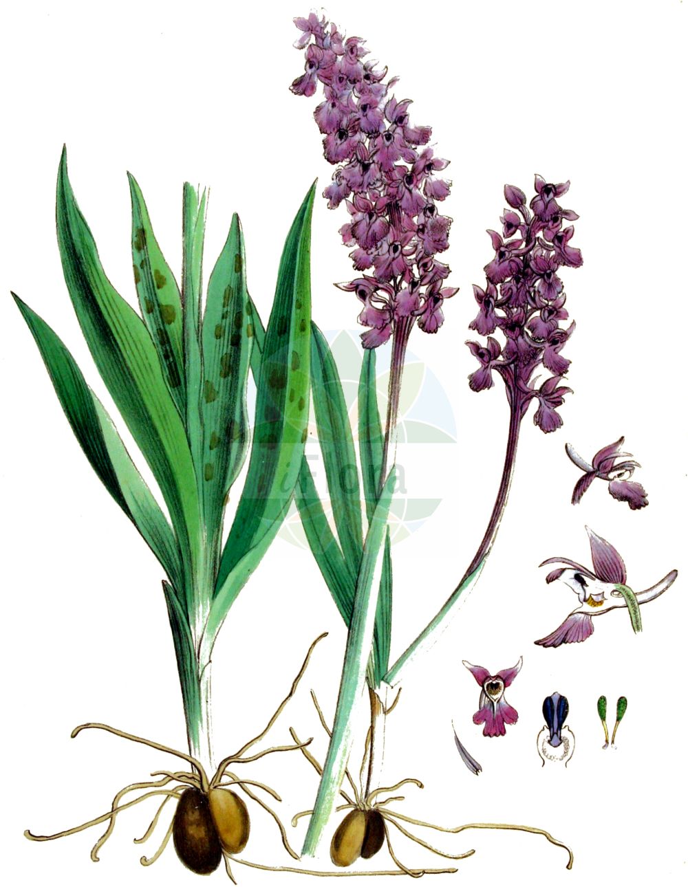 Orchis mascula - Orchidaceae,Plantae,Pteridobiotina,Angiosperms,Asparagales,Orchidaceae,Orchis,Orchis mascula,Androrchis mascula, Orchis morio f. mascula, Orchis morio var. mascula, Orchis pinetorum, Orchis rectiflorus,Manns-Orchis;Stattliches Knabenkraut;Männliches Knabenkraut;Kuckucks-Knabenkraut;Prächtiges Knabenkraut;early-purple orchid;blue butcher;blue butcher orchid;male orchid;Orchis mâle;couillon de chien;mâle fou;pain de couleuvre;pentecôte;satirion;satirion mâle;soupe à vin;cañamón;chupaeros;orquídea macho;orquídea silvestre;sangre de Cristo;satírion macho;satírion manchado;satirón;giglio caprino;orchide maschia;mannetjesorchis;escroto-canino;pata-de-lobo;salepeira-maior;salepo-maior;satirião-macho;ятрышник мужской;er salebi;salep;lliris de prat;orquis mascle;satírion tacat;muški kaćun;Sankt Pers nycklar;tyndakset gøgeurt;storczyk męski;stasita kukavica;füles kosbor;vstavač mužský;vstavač mužský;зозулинець ванькова;мъжки салеп;jumalakäpp;vīru dzegužpuķe;vårmarihand;miehenkämmekkä;vyriškoji gegužraibė