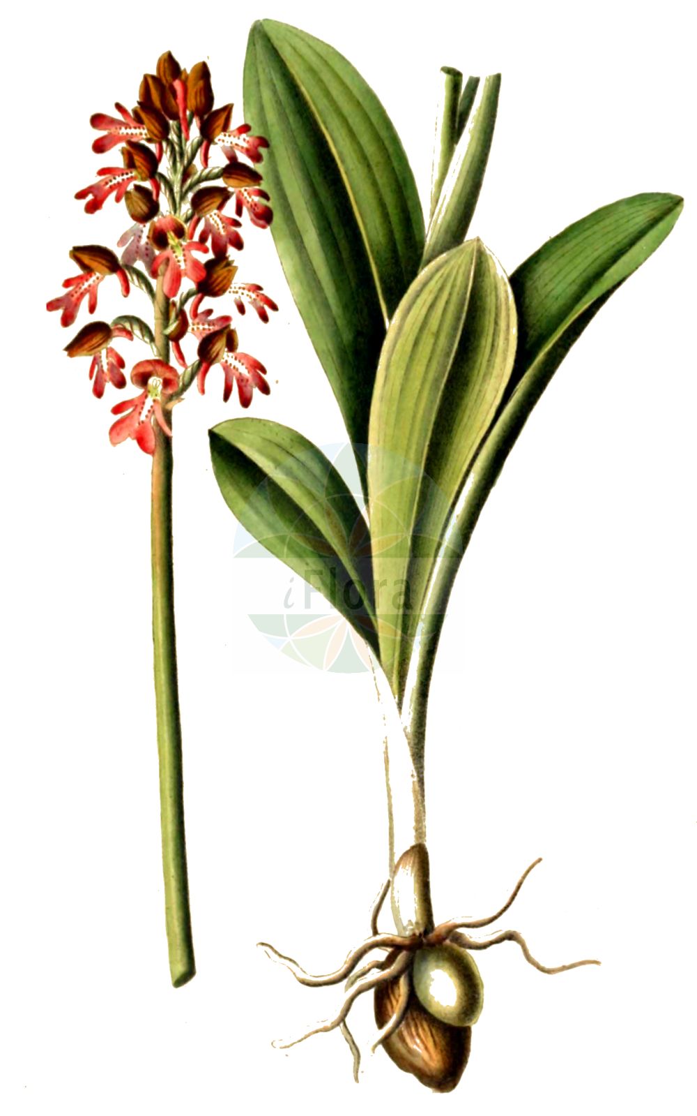 Orchis purpurea - Orchidaceae,Plantae,Pteridobiotina,Angiosperms,Asparagales,Orchidaceae,Orchis,Orchis purpurea,Orchis militaris subsp. purpurea, Orchis militaris var. fusca, Orchis militaris var. purpurea, Orchis purpurea f. vulgaris, Orchis purpurea var. moravica,Purpur-Knabenkraut;Braunrotes Knabenkraut;Dunkelrote Orchis;lady orchid;Orchis pourpré;orchis brun;orchis casque;orquídea de la dama;Orchide maggiore;bruine orchis;puperorchis;ятрышник пурпурный;hasancık;salep;orquis purpuri;grimizni kaćun;stornycklar;stor gøgeurt;storczyk purpurowy;škrlatnordeča kukavica;bíboros kosbor;vstavač nachový;gemanarita;vstavač purpurový;зозулинець пурпуровий;пурпурен салеп