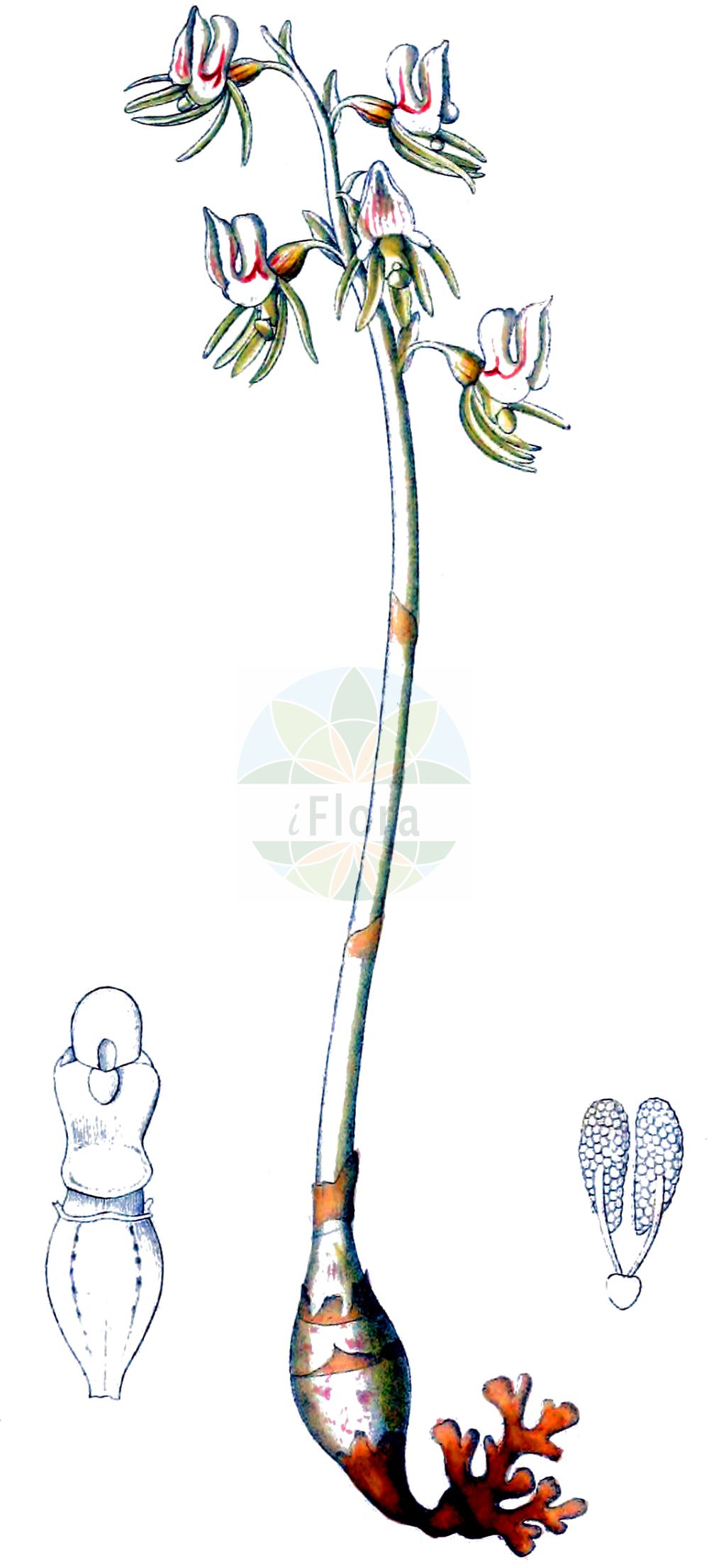 Epipogium aphyllum - Orchidaceae,Plantae,Pteridobiotina,Angiosperms,Asparagales,Orchidaceae,Epipogium,Epipogium aphyllum,Epipactis epipogium, Epipogium aphyllum f. albiflorum, Epipogium aphyllum var. stenochilum, Epipogium epipogium, Epipogium generalis, Epipogium gmelinii, Epipogon epipogium, Limodorum aphyllum, Limodorum epipogium, Orchis aphylla, Satyrium epipogium, Serapias epigogium,Blattloser Widerbart;Widerbart;ghost orchid;leafless epipogium;spurred coral-root;Epipogon sans feuilles;épipogon aphylle;epipogio;épipogium de Gmelin;épipogium sans feuilles;épipogon sans feuilles;orquídea fantasma;Epipogio;spookorchis;orquídea-fantasma;безлистный надбородник;надбородник безлистный;cazı salebi;epipog;bezlisni nabradac;skogsfru;knælæbe;storzan bezlistny;torakichi-ran;トラキチラン;brezlistni nadbradec;bajuszvirág;sklenobýl bezlistý;sklenobyľ bezlistá;надбородник безлистий;гмелинов епипогон;lehitu pisikäpp;bezlapu epipogija;huldreblom;metsänemä;belapė antbarzdė;liè chún hǔ shé lán;裂唇虎舌兰