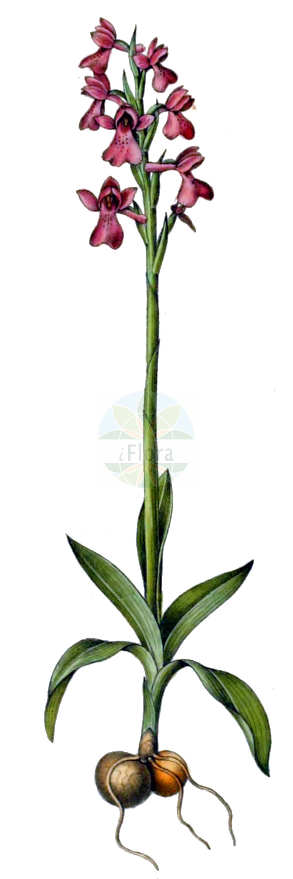 Anacamptis morio subsp. morio - Orchidaceae,Plantae,Pteridobiotina,Angiosperms,Asparagales,Orchidaceae,Anacamptis,Anacamptis morio,Anacamptis morio subsp. morio,Anacamptis albertii, Anacamptis morio f. alba, Anacamptis morio f. albicans, Anacamptis morio f. albiflora, Anacamptis morio f. maculata, Anacamptis morio f. nivea, Anacamptis morio f. picta-rosea, Anacamptis morio f. rosea, Anacamptis morio f. variegata, Anacamptis morio f. viridiflora, Helleborine athensis, Orchis albertii, Orchis athensis, Orchis crenulata, Orchis intermedia, Orchis moria, Orchis morio f. alba, Orchis morio f. albiflora, Orchis morio f. bilobulata, Orchis morio f. nana, Orchis morio f. robustior, Orchis morio f. sublaxiflora, Orchis morio f. sublobatus, Orchis morio f. subpicta, Orchis morio f. unilobata, Orchis morio f. variegata, Orchis morio f. velutina, Orchis morio subsp. alba, Orchis morio subsp. athensis, Orchis morio subsp. vulgaris, Orchis morio var. alba, Orchis morio var. albicans, Orchis morio var. albiflora, Orchis morio var. athensis, Orchis morio var. carnea, Orchis morio var. elatior, Orchis morio var. flava, Orchis morio var. gigas, Orchis morio var. irregularis, Orchis morio var. parviflora, Orchis morio var. picta-rosea, Orchis morio var. resupinata, Orchis morio var. rosea, Orchis morio var. subpicta, Orchis morio var. valida, Orchis morio var. velutina, Orchis morio var. viridiflora, Orchis morio var. vulgaris, Orchis officinalis, Serapias athensis,Eigentliches Kleines Knabenkraut;Kleines Knabenkraut;Salep;green-winged orchid