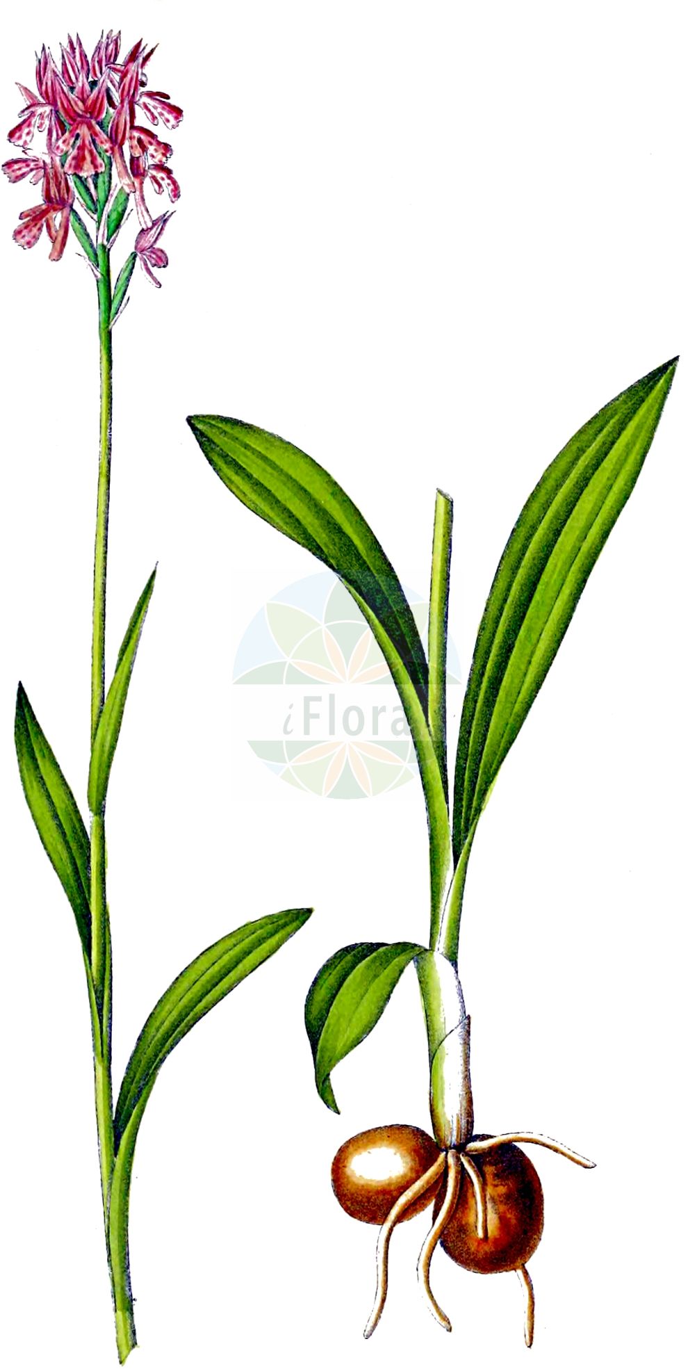 Neotinea tridentata - Orchidaceae,Plantae,Pteridobiotina,Angiosperms,Asparagales,Orchidaceae,Neotinea,Neotinea tridentata,Neotinea commutata var. angelica, Neotinea tridentata subsp. tridentata, Neotinea tridentata var. libanotica, Odontorchis tridentata, Orchis aetnensis, Orchis aetnensis var. laxiflora, Orchis brevilabris, Orchis gussonei, Orchis lactea f. burnatii, Orchis mauri, Orchis parlatoris, Orchis parviflora, Orchis ricasoliana, Orchis scopoli, Orchis simia, Orchis taurica, Orchis tephrosanthos, Orchis tridentata, Orchis tridentata f. albiflora, Orchis tridentata f. alcicornis, Orchis tridentata f. brachyloba, Orchis tridentata f. chersonesensis, Orchis tridentata f. grandiflora, Orchis tridentata f. submilitaris, Orchis tridentata f. sumbilitaris, Orchis tridentata f. unidentata, Orchis tridentata lus. albiflora, Orchis tridentata lus. linearis, Orchis tridentata subsp. angelica, Orchis tridentata var. aetnensis, Orchis tridentata var. burnatii, Orchis tridentata var. gussonei, Orchis tridentata var. parlatoris, Orchis tridentata var. variegata, Orchis variegata, Orchis variegata var. submilitaris,Dreizähniges Knabenkraut;Buntes Knabenkraut;toothed orchid;Orchis à trois dents;orchis dentelé;orchis tridenté;Orchide screziata;drietandige orchis;ятрышник трёхзубчатый;katranalacası;salep;trozubi kaćun;storczyk trójzębny;trizoba kukavica;tarka kosbor;vstavač trojzubý;neotinea trojzubá;зозулинець тризубчастий;тризъбест салеп;sachlav shelosh-hashinnayim;סַחְלָב שְׁלוֹשׁ-הַשִּׁנַּיִם