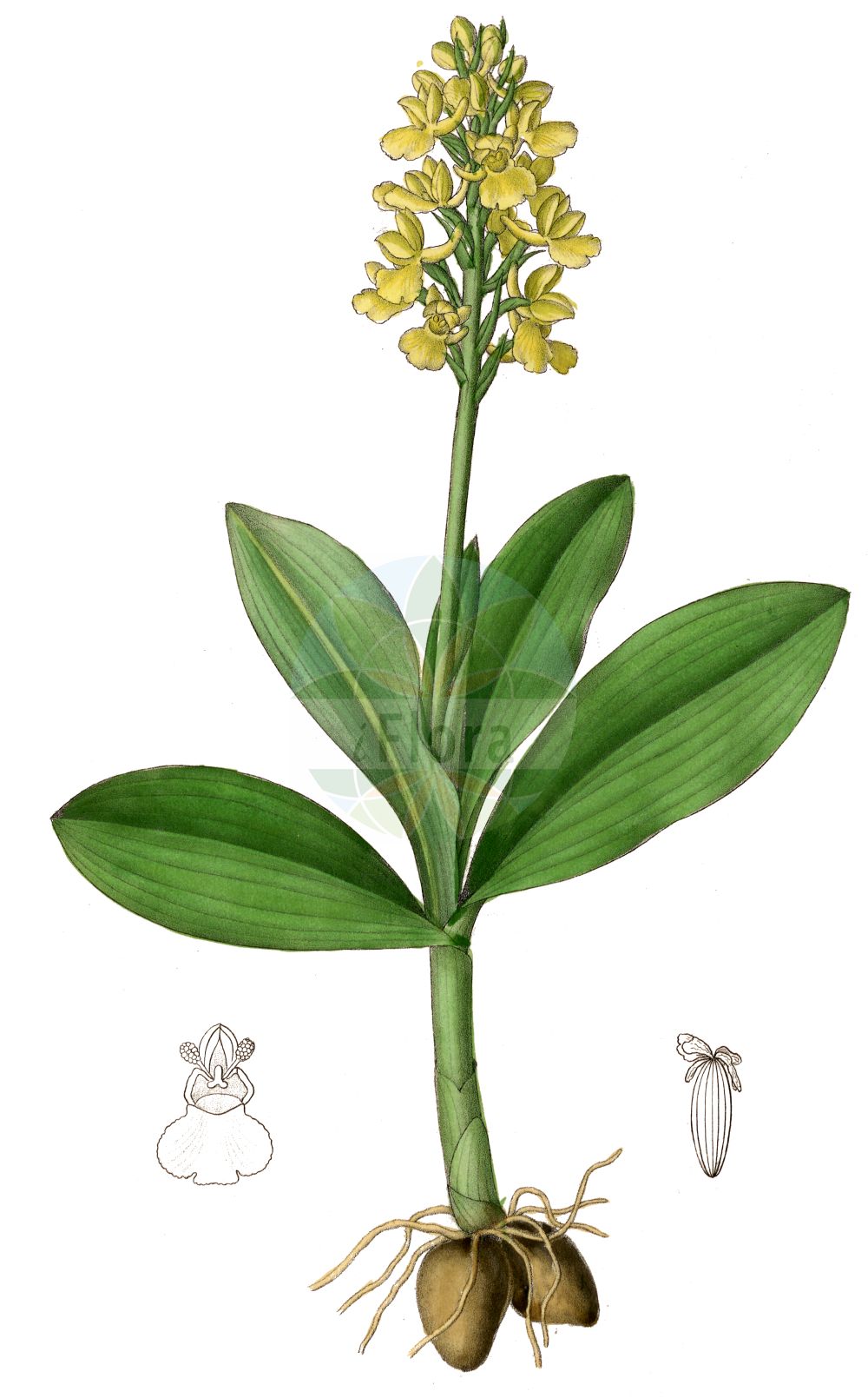 Orchis pallens - Orchidaceae,Plantae,Pteridobiotina,Angiosperms,Asparagales,Orchidaceae,Orchis,Orchis pallens,Androrchis pallens, Orchis pallens f. pseudopallens, Orchis pseudopallens, Orchis sulphurea,Blasses Knabenkraut;Bleiches Knabenkraut;pale-flowered orchid;Orchis pâle;Orchide pallida;bleke orchis;ятрышник бледный;solgun salep;salep;bljedoliki kaćun;storczyk blady;bleda kukavica;sápadt kosbor;vstavač bledý;poroinic galben;vstavač bledý;зозулинець блідий;бледен салеп