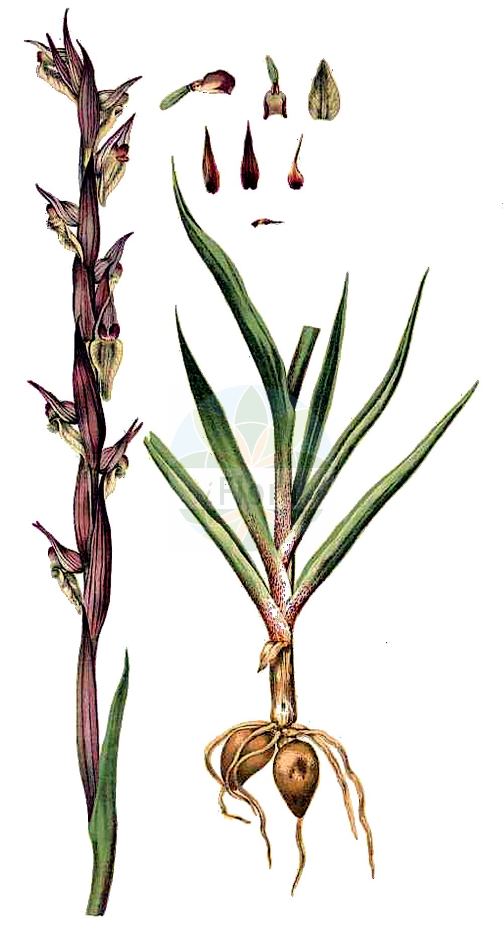 Serapias vomeracea - Orchidaceae,Plantae,Pteridobiotina,Angiosperms,Asparagales,Orchidaceae,Serapias,Serapias vomeracea,Helleborine longipetala, Helleborine pseudorordigera, Lonchitis longipetala, Orchis lingua, Orchis vomeracea, Serapias cordigera subsp. vomeracea, Serapias cordigera var. longipetala, Serapias hirsuta, Serapias lancifera, Serapias longipetala, Serapias orientalis var. cordigeroides, Serapias pseudocordigera, Serapias vomeracea f. artemisiae, Serapias vomeracea f. stenopetala, Serapias vomeracea lus. heldreichii, Serapias vomeracea subsp. artemisiae, Serapias vomeracea subsp. flava, Serapias vomeracea subsp. guadarramica, Serapias vomeracea subsp. longipetala, Serapias vomeracea var. cordigeroides, Serapias vomeracea var. guadarramica, Serapias vomeracea var. longipetala, Serapiastrum longipetalum, Serapiastrum vomeraceum,Pflugschar-Ständelwurz;Pflugschar-Stendelwurz;Pflugschar-Zungenstendel;Sérapias à long labelle;sérapias à labelle allongé;sérapias à longs pétales;sérapias soc;gallos;Serapide maggiore;lange tongorchis;серапиас сошниковый;sağırkulağı;serap;serapia luleçlirte;gall longipètal;raonička kukavica;velecvetni serap;палешников серапиас;αραιή σεράπια