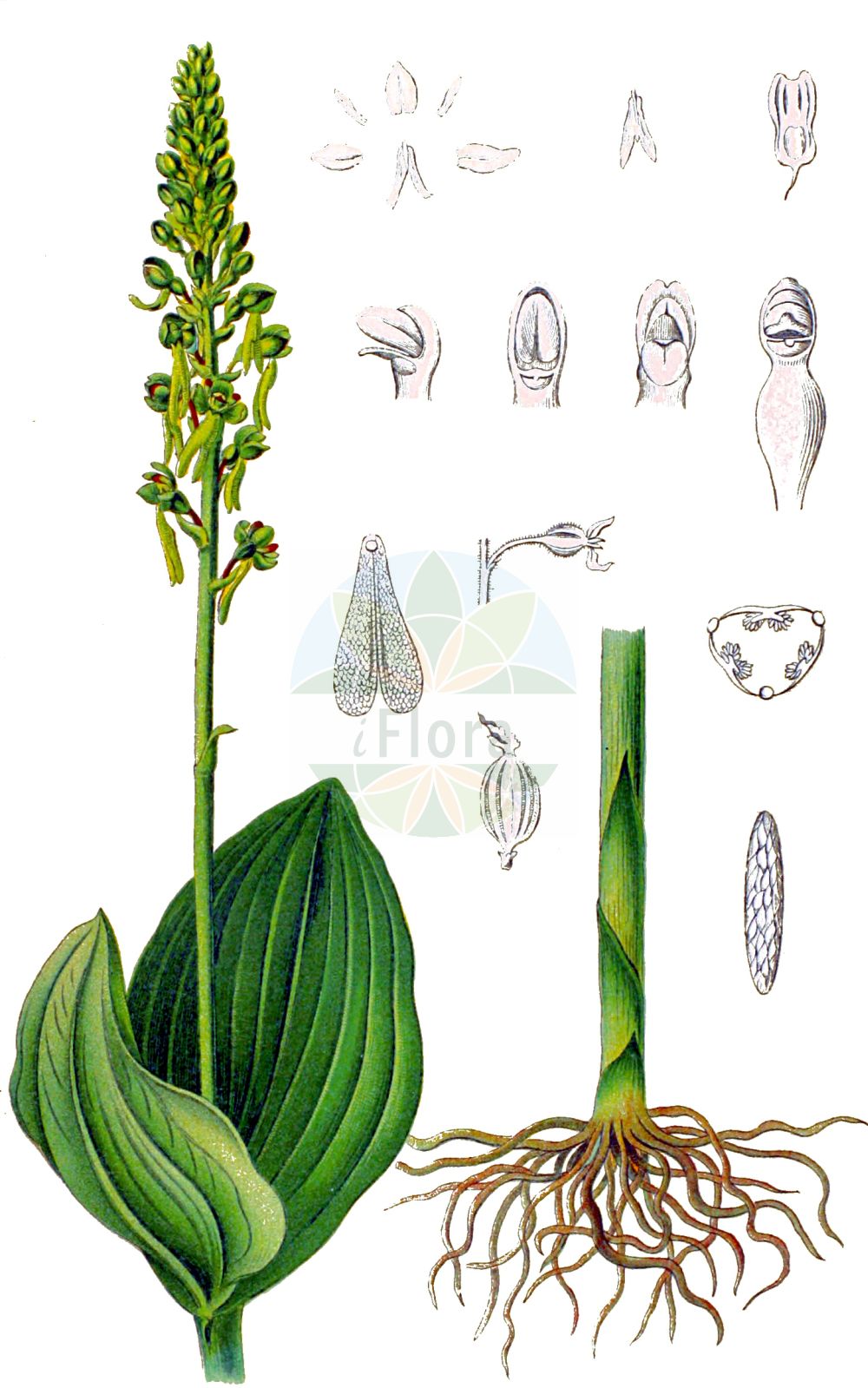 Neottia ovata - Orchidaceae,Plantae,Pteridobiotina,Angiosperms,Asparagales,Orchidaceae,Neottia,Neottia ovata,Bifolium ovatum, Diphryllum ovatum, Distomaea ovata, Epipactis ovalifolia, Epipactis ovata, Epipactis ovata var. trifoliata, Helleborine ovata, Listera multinervia, Listera ovata, Listera ovata f. brachyglossa, Listera ovata f. densiflora, Listera ovata f. elliptica, Listera ovata f. gracilis, Listera ovata f. minima, Listera ovata f. multinervia, Listera ovata f. parvifolia, Listera ovata f. platyglossa, Listera ovata f. trifoliata, Listera ovata f. verticillata, Listera ovata lus. alternifolia, Listera ovata lus. quadrifoliata, Listera ovata lus. trifoliata, Listera ovata var. trifoliata, Listera ovata var. trifoliata, Malaxis ovata, Neottia latifolia, Ophrys bifolia, Ophrys ovata, Pollinirhiza ovata, Serapias ovata,Großes Zweiblatt;common twayblade;twayblade;eggleaf twayblade;Grande listère;Listère ovale;listéra ovale;double-feuille;bifolio;hierba de dos hojas;listera ovada;Listera maggiore;orchide de primavera;grote keverorchis;keverorchis;тайник овальный;тайник яйцевидный;çalı salebi;listerë;lístera ovada;jajoliki čopotac;tvåblad;ægbladet fliglæbe;listera jajowata;jajčastolistni muhovnik;békakonty;bradáček vejčitý;buhai;bradáčik vajcovitolistý;зозулині сльози яйцевидні;овален тайник;suur käopõll;ovālā divlape;stortviblad;soikkokaksikko;чопотац;kiaušininė dviguonė