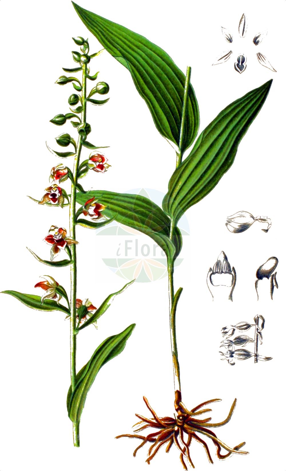 Epipactis helleborine - Orchidaceae,Plantae,Pteridobiotina,Angiosperms,Asparagales,Orchidaceae,Epipactis,Epipactis helleborine,Amesia squamellosa, Epipactis dalhousieae, Epipactis helleborine f. helleborine, Epipactis helleborine var. pallens, Epipactis helleborine var. thomsonii, Epipactis helleborine var. thomsonii, Epipactis helleborine var. thomsonii, Epipactis latifolia subsp. helleborine, Epipactis ovalis, Helleborine helleborine, Serapias helleborine,Breitblättrige Sumpfwurz;Breitblättrige Ständelwurz;Breitblättrige Stendelwurz;Gewöhnliche Breitblättrige Ständelwurz;Holländische Ständelwurz;Gewöhnliche Breitblättrige Stendelwurz;Entferntblättrige Stendelwurz;broad-leaved helleborine;young's helleborine;dune helleborine;bastard helleborine;helleborine;broadleaf helleborine;Epipactis à larges feuilles;epipactis à feuilles larges;épipactis à feuilles larges;elléborine;elléborine à larges feuilles;épipactis à larges feuilles;épipactis helléborine;epipactis de hoja ancha;heleborina de hojas anchas;Elleborine comune;elleborine crestata;breedbladige wespenorchis;brede wespenorchis;wespenorchis;heleborinha;дремлик зимовниковый;дремлик лесной;дремлик морозниковый;дремлик широколистный;лесная чемерица;bindallı çiçeği;epipakt;epipactis de fulla ampla;širokolisna kruščika;skogsknipprot;skov-hullæbe;kruszczyk szerokolistny;širokolistna močvirnica;széleslevelű nőszőfű;kruštík širolistý;mlăștiniță;kruštík širokolistý;коручка широколиста;широколистен дремник;laialehine neiuvaip;platlapu dzeguzene;breiflangre;lehtoneidonvaippa;калужђарка;ben-choresh rechav-'alim;בֶּן=חֹרֶשׁ רְחַב-עָלִים;plačialapis skiautalūpis;huǒ shāo lán;火烧兰
