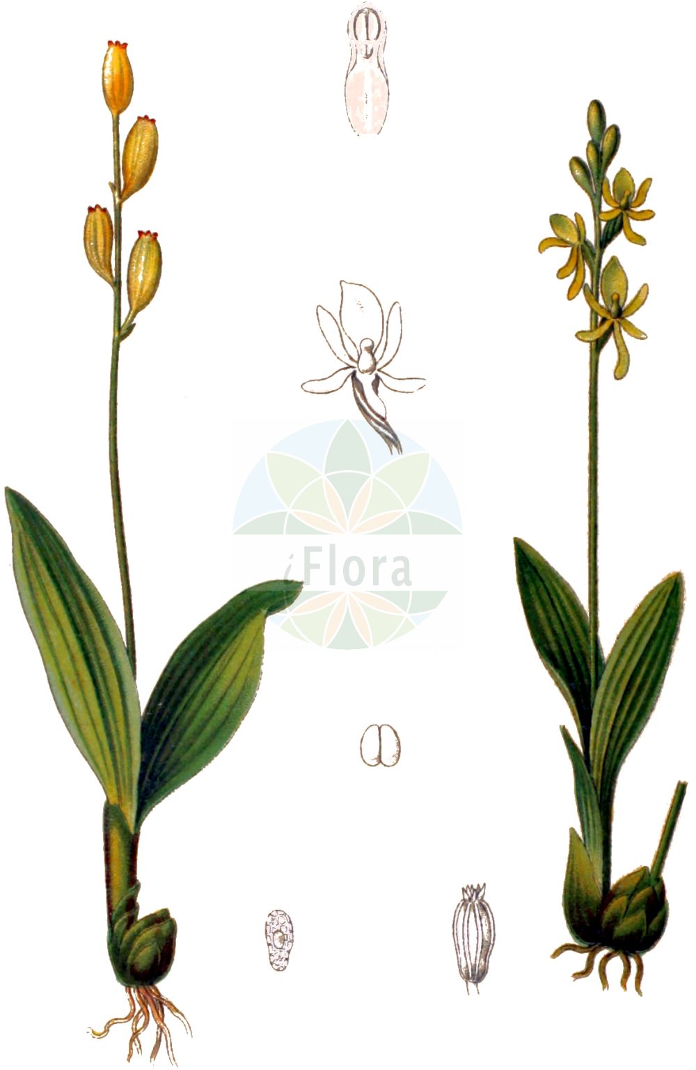 Liparis loeselii - Orchidaceae,Plantae,Pteridobiotina,Angiosperms,Asparagales,Orchidaceae,Liparis,Liparis loeselii,Cymbidium loeselii, Cymbidium loeselii, Leptorchis loeselii, Leptorkis loeselii, Liparis bifolia, Malaxis correanaa, Malaxis loeselii, Mesoptera loeselii, Ophrys loeselii, Ophrys pulchella, Orchis loeselii, Paliris loeselii, Pseudorchis loeselii, Serapias loeselii, Sturmia loeselii, Sturmia loeselii,Sumpf-Glanzkraut;Glanzkraut;Glanzständel;Glanzstendel;Zwiebelorchis;fen orchid;loesel's twayblade;yellow widelip orchid;Liparis de Loesel;fen orchid;Liparide;liparis di Loisel;ofride delle torbe;groenknolorchis;mosorchis;sturmia;липарис Лезеля;loeselijeva grezovka;gulyxne;mygblomst;lipiennik Loesela;loeseljeva grezovka;hagymaburok;hlízovec Loeselův;hľuzovec Loeselov;жировик лезеля;льозелев липарис;soohiilakas;Lēzela lipare;feittblad;kiiltovalkku;dvilapis purvuolis