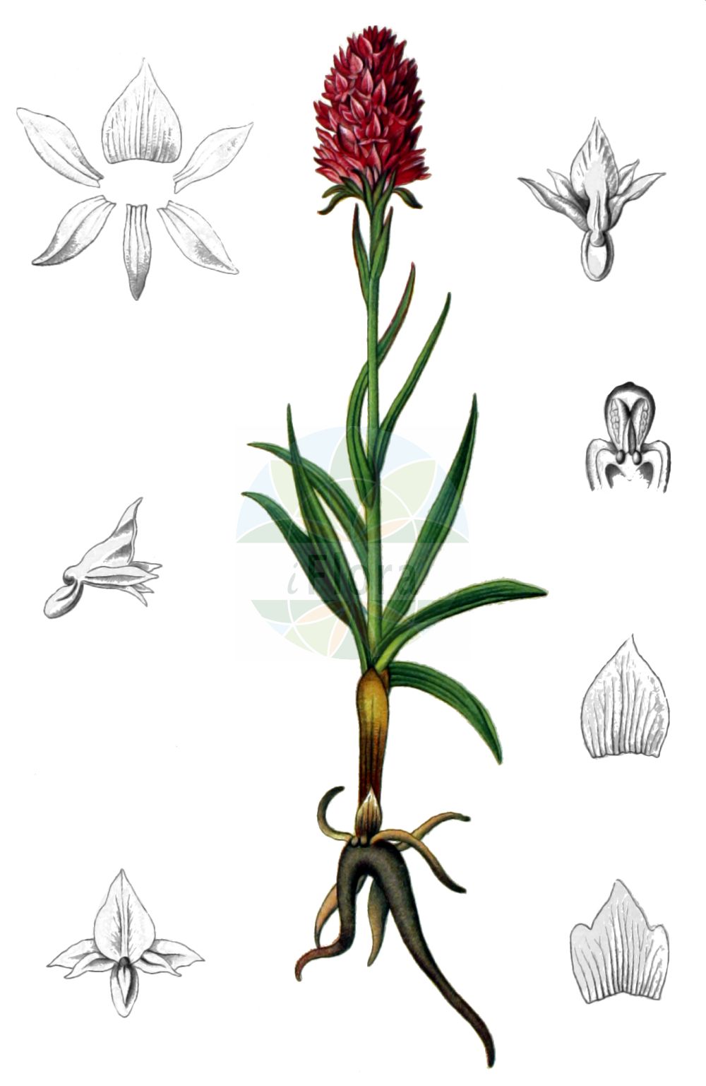 Gymnadenia miniata - Orchidaceae,Plantae,Pteridobiotina,Angiosperms,Asparagales,Orchidaceae,Gymnadenia,Gymnadenia miniata,Gymnadenia hygrophila, Gymnadenia miniata f. hygrophila, Gymnadenia miniata f. rosea, Gymnadenia nigra subsp. rubra, Gymnadenia nigra var. rubra, Gymnadenia rubra, Gymnadenia rubra f. hygrophila, Gymnadenia rubra f. rosea, Nigritella hygrophila, Nigritella hygrophila var. pauciflora, Nigritella miniata, Nigritella nigra subsp. rubra, Nigritella nigra var. rubra, Nigritella rubra, Nigritella rubra f. carpatica, Nigritella rubra f. rosea, Nigritella rubra f. wettsteinii, Nigritella rubra subsp. dolomitensis, Orchis miniata,Österreichisches Schwarzes Kohlröschen;Österreichisches Kohlröschen;Feuchtigkeitsliebendes Kohlröschen;Rotes Kohlröschen