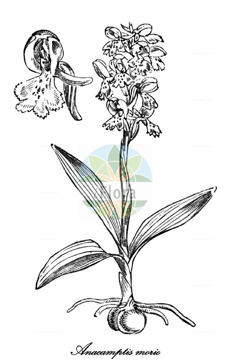 Anacamptis morio - Orchidaceae,Plantae,Pteridobiotina,Angiosperms,Asparagales,Orchidaceae,Anacamptis,Anacamptis morio,Herorchis morio, Orchis morio, Orchis morio f. nana, Orchis morio f. robustior, Orchis morio f. velutina, Orchis morio var. genuina,Kleines Knabenkraut;Kleine Hundswurz;green-winged orchid;Orchis bouffon;damette;folle femelle;morion;orchis casque;satirion;soupe à vin;amor de dama;cojón de perro;compañón;compañón de perro;satirión;testículos de perro;Giglio caprino;Orchide minore;pan di cuculo;salep;zonzelle;harlekijn;harlekijnsorchis;erva-do-salepo;fatua;testículo-de-cão;ятрышник дремлик;ятрышник малый;gelincik salebi;salep;botonets de ca;caputxí morat;pentecosta;mali kaćun;göknycklar;salep-gøgeurt;storczyk samczy;storczyk samiczy;navadna kukavica;agárkosbor;vstavač kukačka;červenohlav obyčajný;vstavač obyčajný;зозулинець салеповий;обикновен салеп;arukäpp;zalkšu dzegužpuķe;narrmarihand;mažoji gegužraibė;σερνικοβότανο