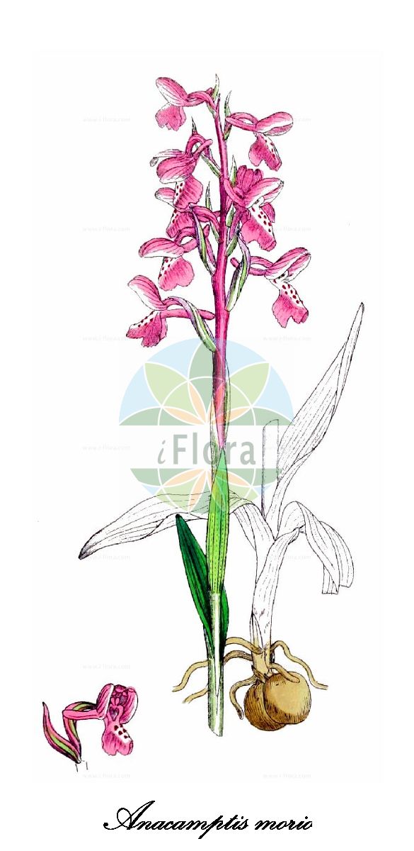 Anacamptis morio - Orchidaceae,Plantae,Pteridobiotina,Angiosperms,Asparagales,Orchidaceae,Anacamptis,Anacamptis morio,Herorchis morio, Orchis morio, Orchis morio f. nana, Orchis morio f. robustior, Orchis morio f. velutina, Orchis morio var. genuina,Kleines Knabenkraut;Kleine Hundswurz;green-winged orchid;Orchis bouffon;damette;folle femelle;morion;orchis casque;satirion;soupe à vin;amor de dama;cojón de perro;compañón;compañón de perro;satirión;testículos de perro;Giglio caprino;Orchide minore;pan di cuculo;salep;zonzelle;harlekijn;harlekijnsorchis;erva-do-salepo;fatua;testículo-de-cão;ятрышник дремлик;ятрышник малый;gelincik salebi;salep;botonets de ca;caputxí morat;pentecosta;mali kaćun;göknycklar;salep-gøgeurt;storczyk samczy;storczyk samiczy;navadna kukavica;agárkosbor;vstavač kukačka;červenohlav obyčajný;vstavač obyčajný;зозулинець салеповий;обикновен салеп;arukäpp;zalkšu dzegužpuķe;narrmarihand;mažoji gegužraibė;σερνικοβότανο