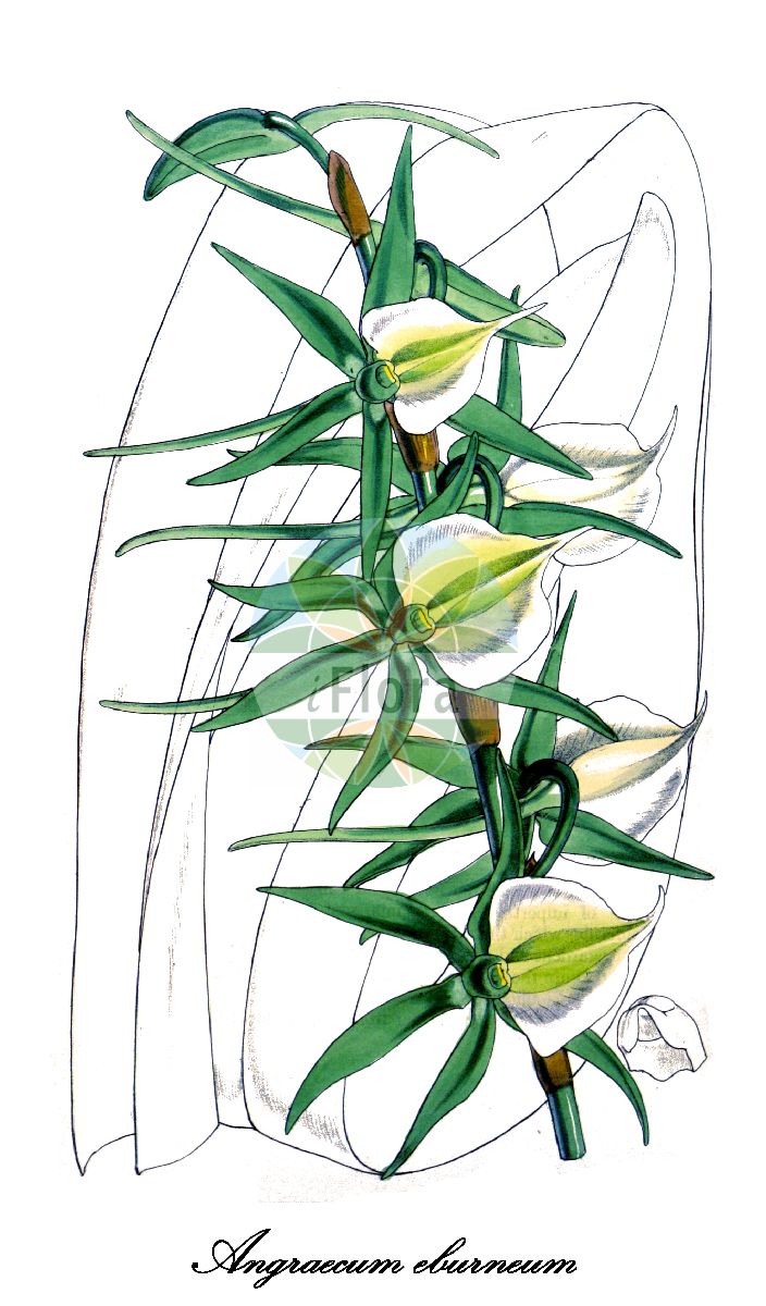 Angraecum eburneum - Orchidaceae,Plantae,Pteridobiotina,Angiosperms,Asparagales,Orchidaceae,Angraecum,Angraecum eburneum,Angorchis eburnea, Angorkis eburnangis, Limodorum eburneum,Kometenorchidee