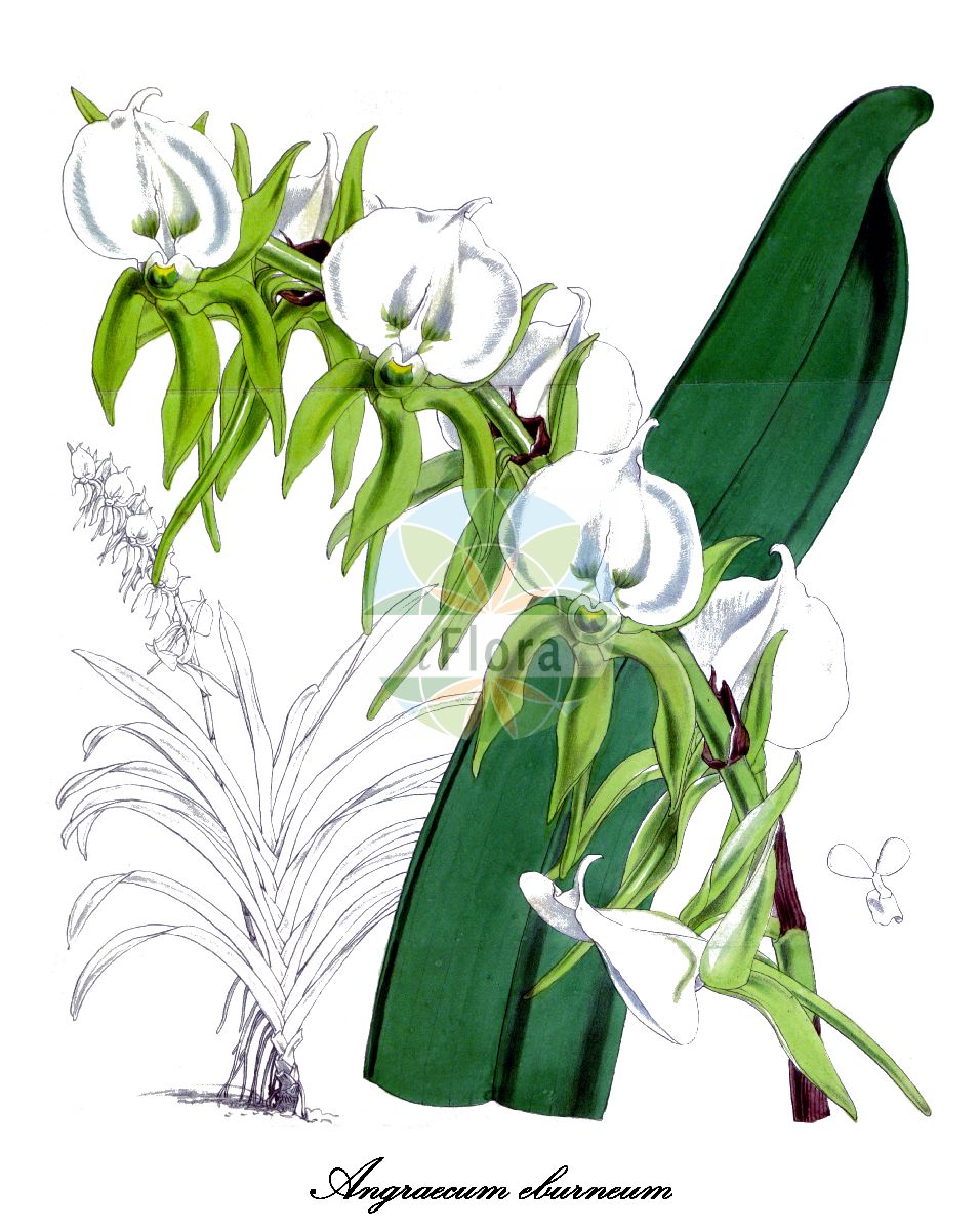 Angraecum eburneum - Orchidaceae,Plantae,Pteridobiotina,Angiosperms,Asparagales,Orchidaceae,Angraecum,Angraecum eburneum,Angorchis eburnea, Angorkis eburnangis, Limodorum eburneum,Kometenorchidee