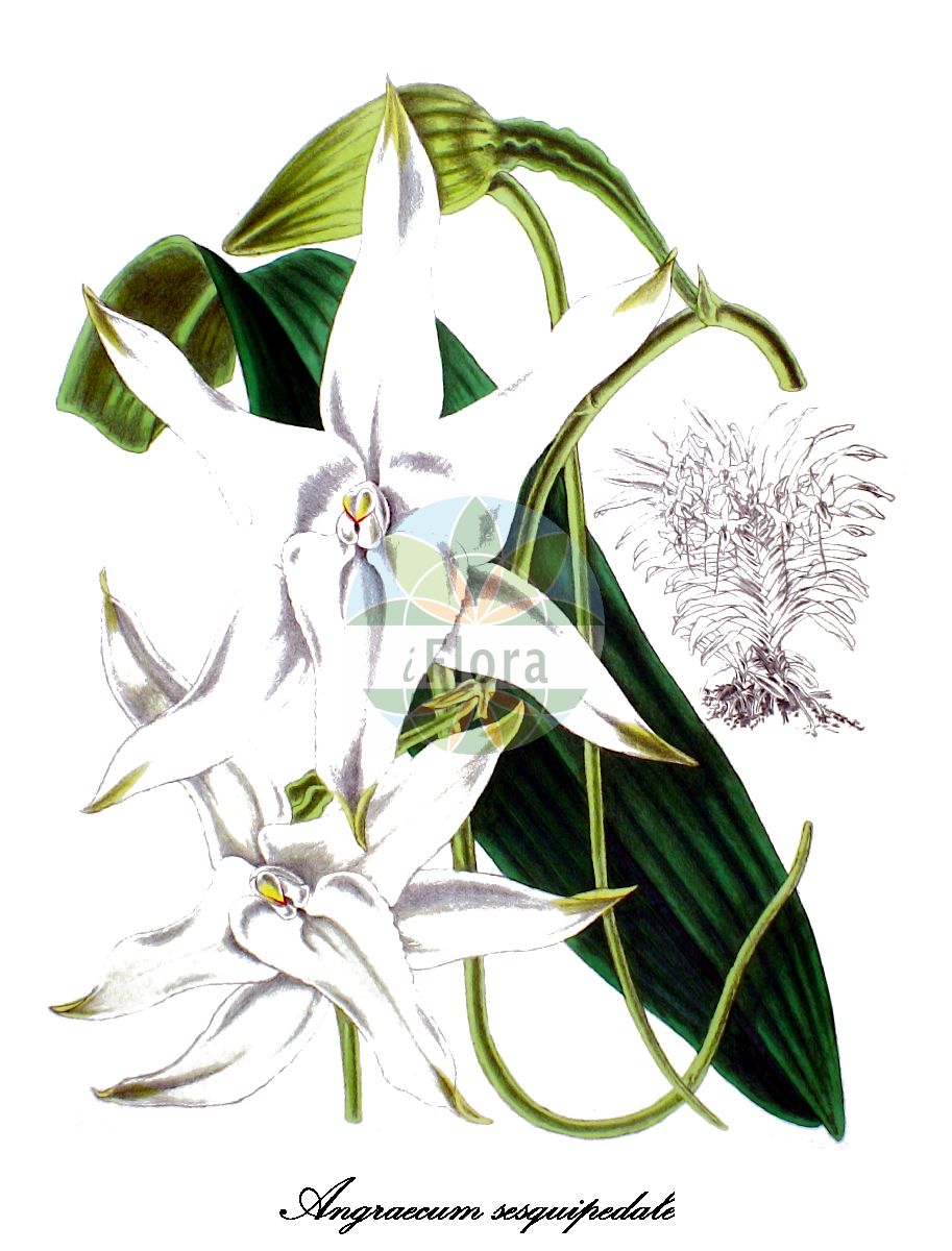Angraecum sesquipedale - Orchidaceae,Plantae,Pteridobiotina,Angiosperms,Asparagales,Orchidaceae,Angraecum,Angraecum sesquipedale,Aeranthes sesquipedalis, Angorchis sesquepedalis, Angorchis sesquipedale, Macroplectrum sesquipedale, Mystacidium sesquipedale,Kometenorchidee;Orchidee Stern von Bethlehem