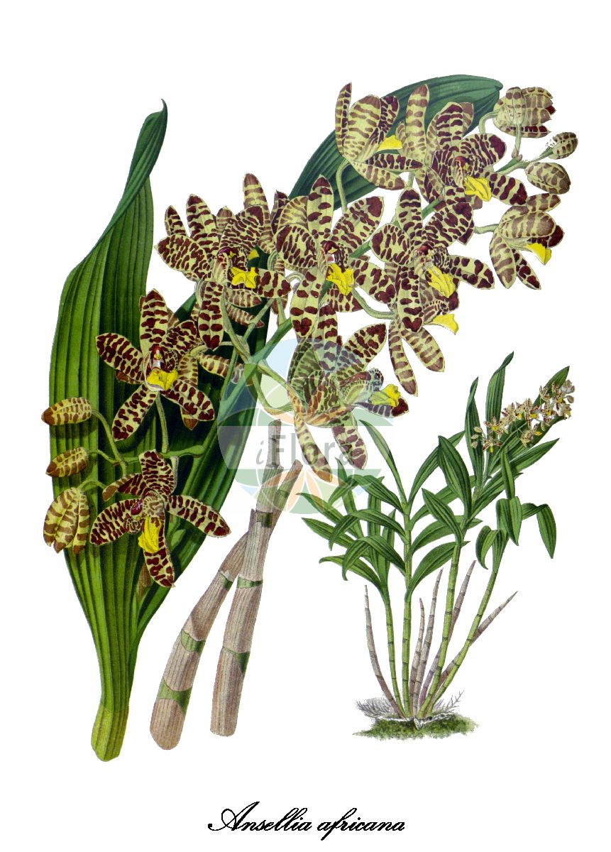 Ansellia africana - Orchidaceae,Plantae,Pteridobiotina,Angiosperms,Asparagales,Orchidaceae,Ansellia,Ansellia africana,Ansellia africana subsp. africana, Ansellia africana subsp. australis, Ansellia africana var. australis, Ansellia africana var. nilotica, Ansellia confusa, Ansellia congoensis, Ansellia gigantea, Ansellia gigantea subsp. nilotica, Ansellia gigantea var. nilotica, Ansellia humilis, Ansellia nilotica, Cymbidium sandersonii